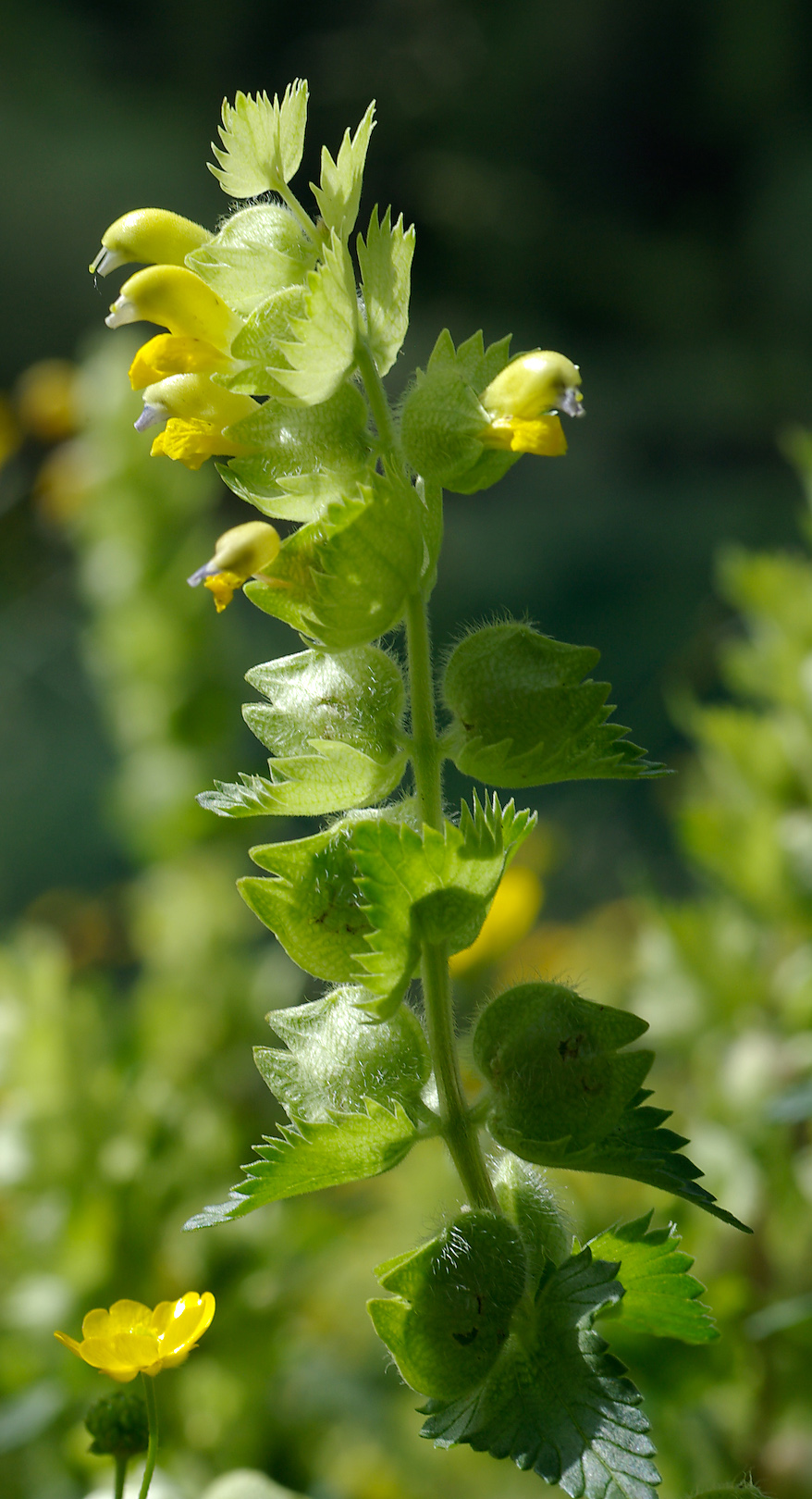 Zottiger Klappertopf