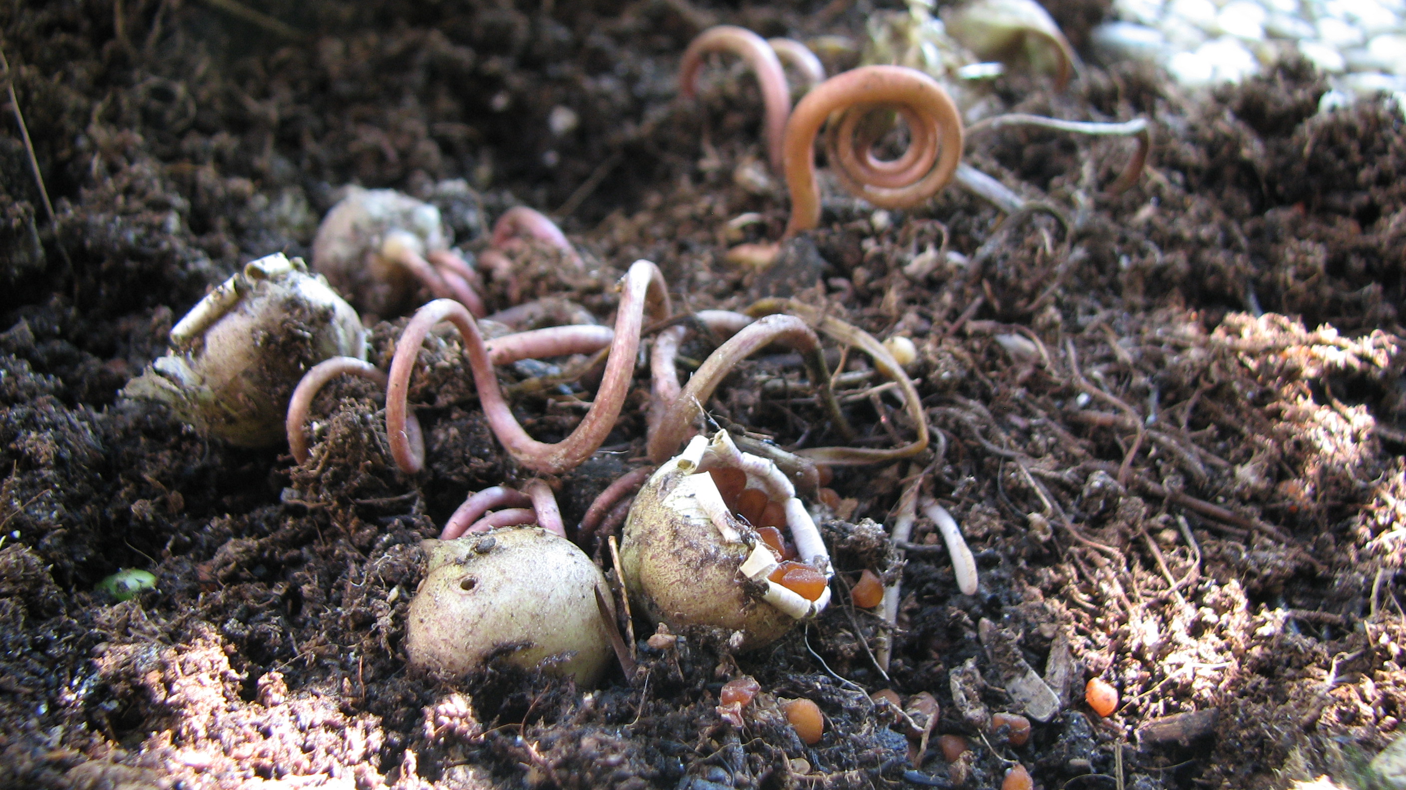 Europäisches Alpenveilchen