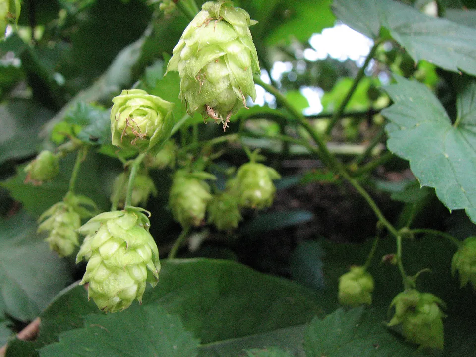 Hopfen