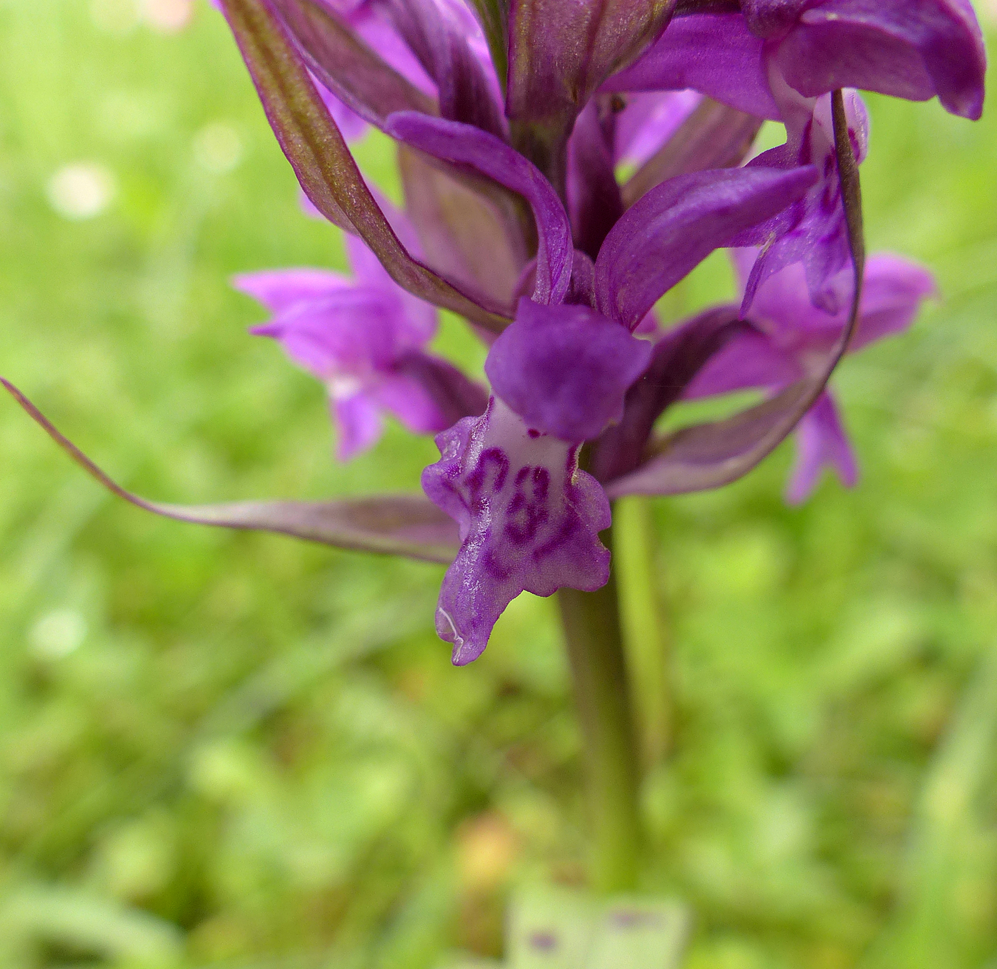 Breitblättrige Fingerwurz