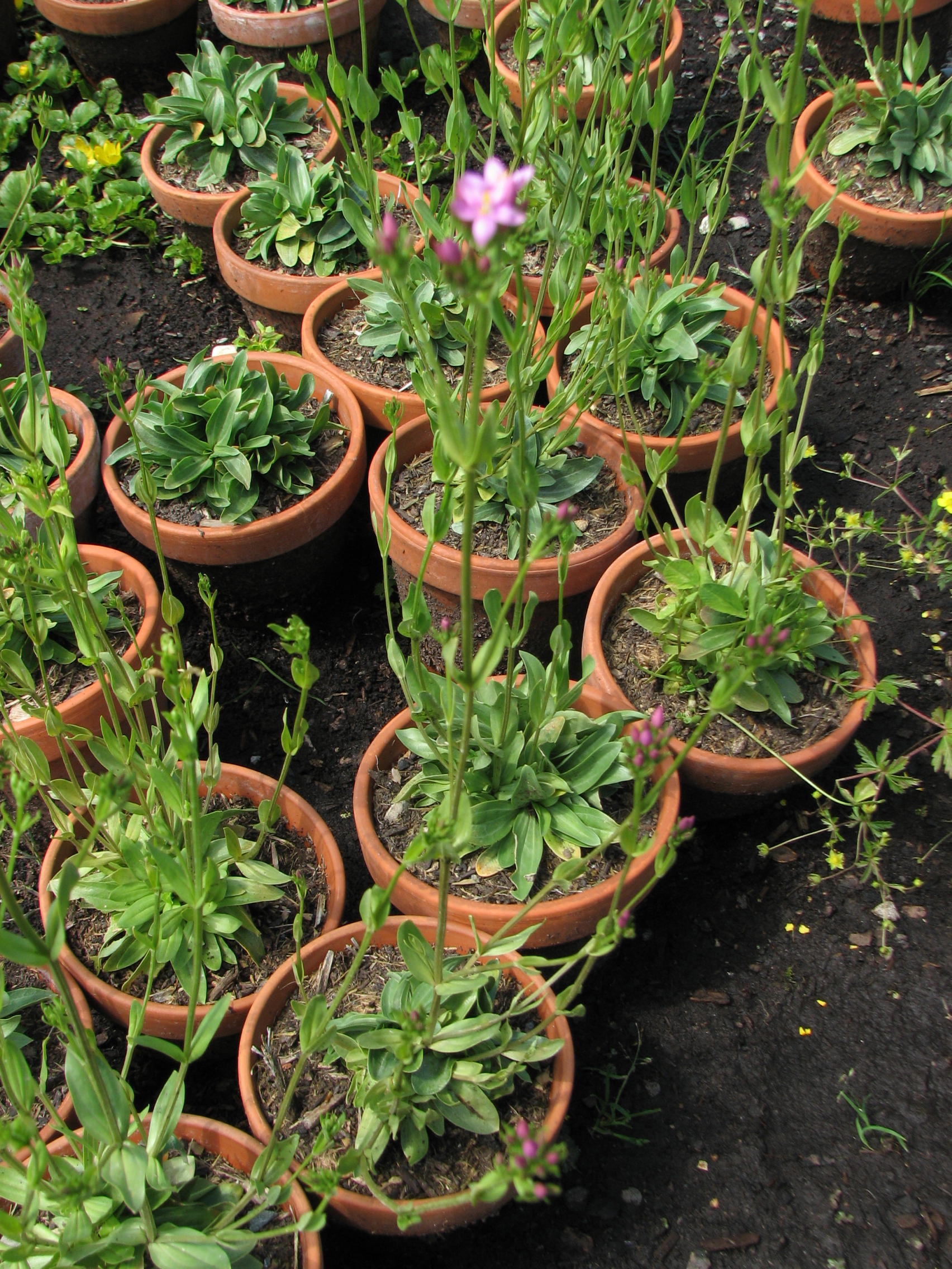 Echtes Tausendgüldenkraut