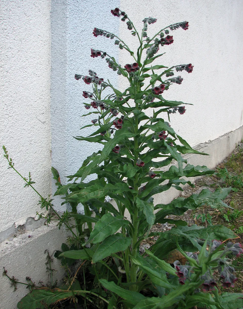 Gewöhnliche Hundszunge