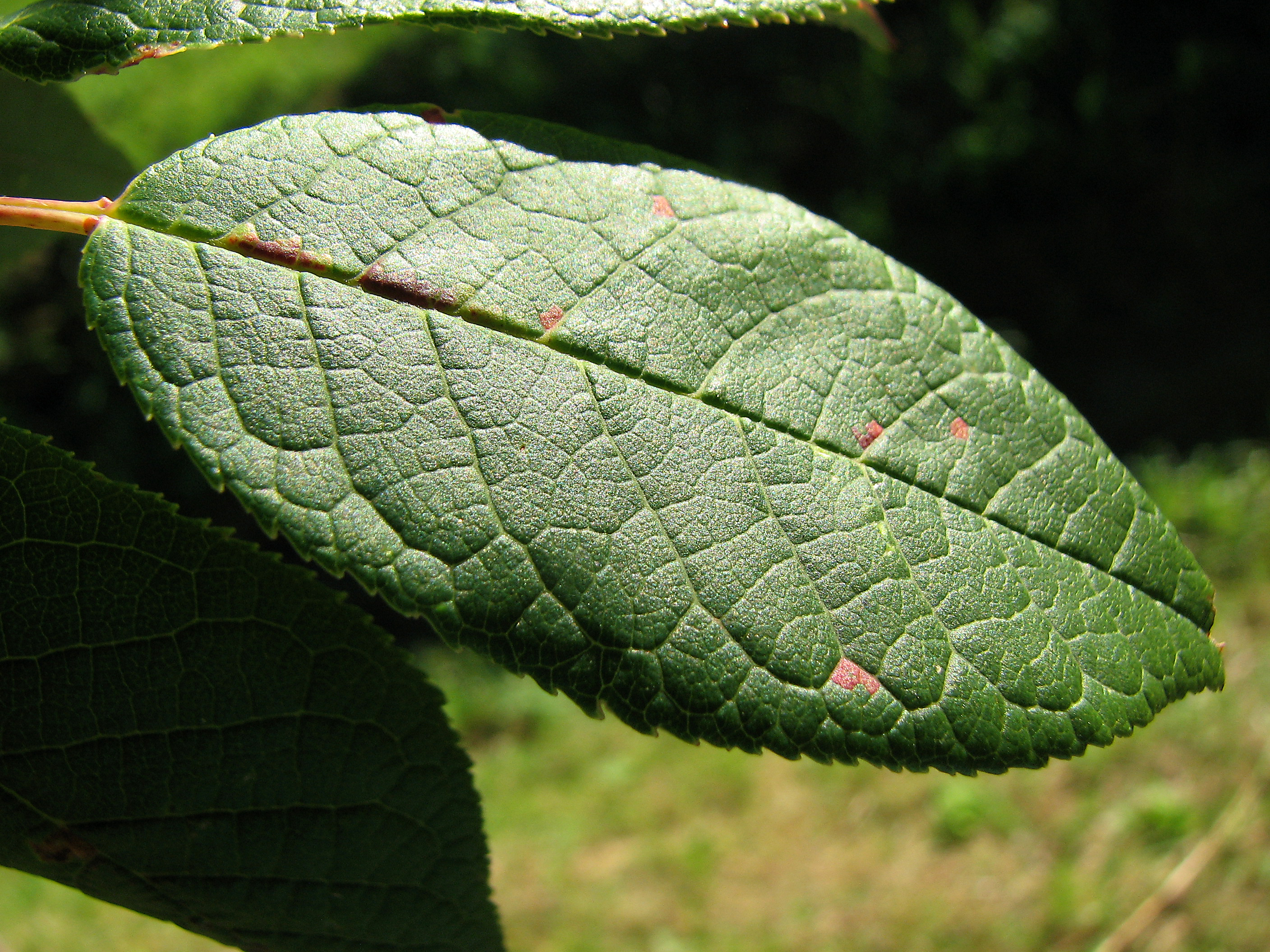 Spätblühende Traubenkirsche