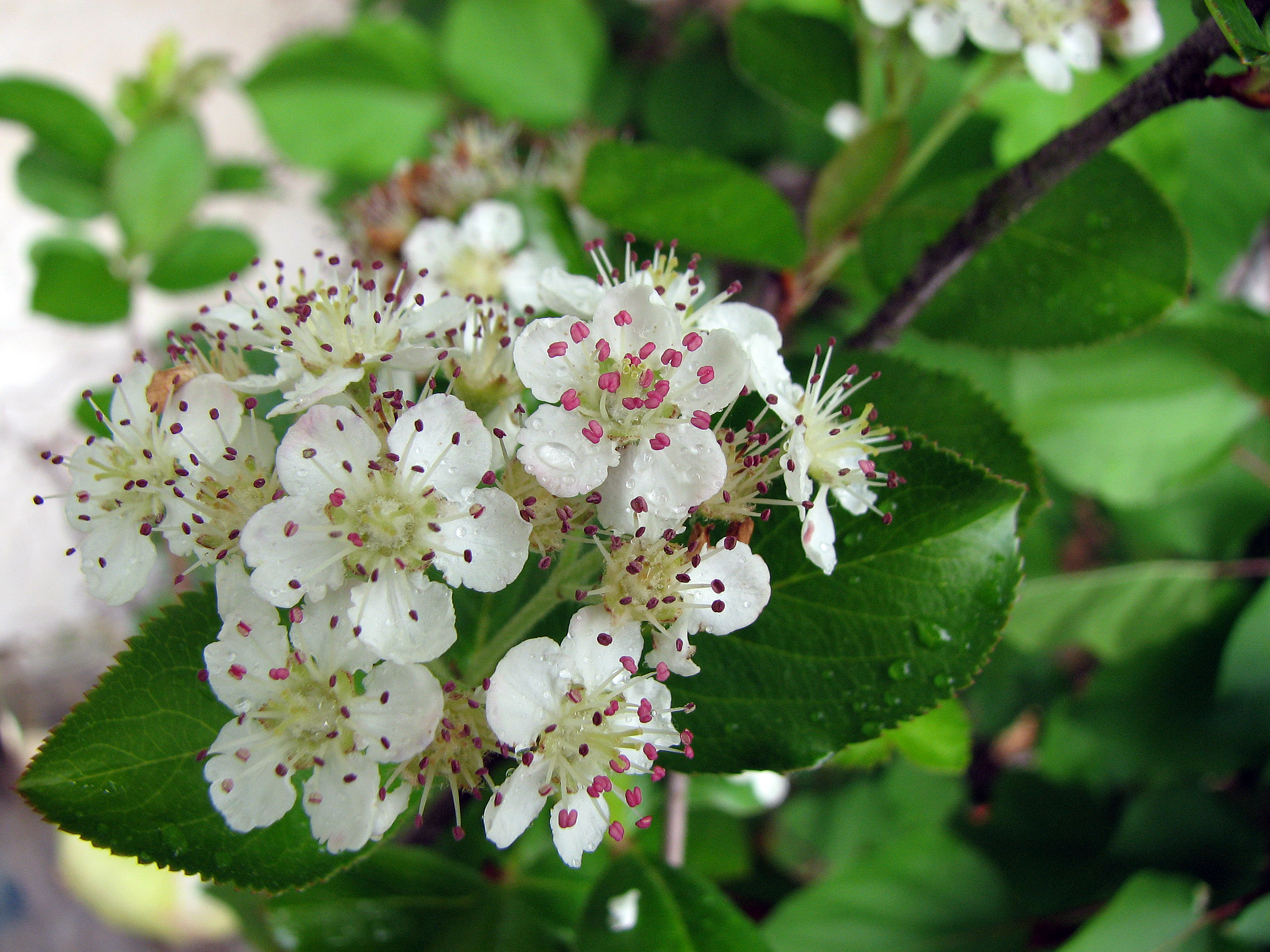 Aronia