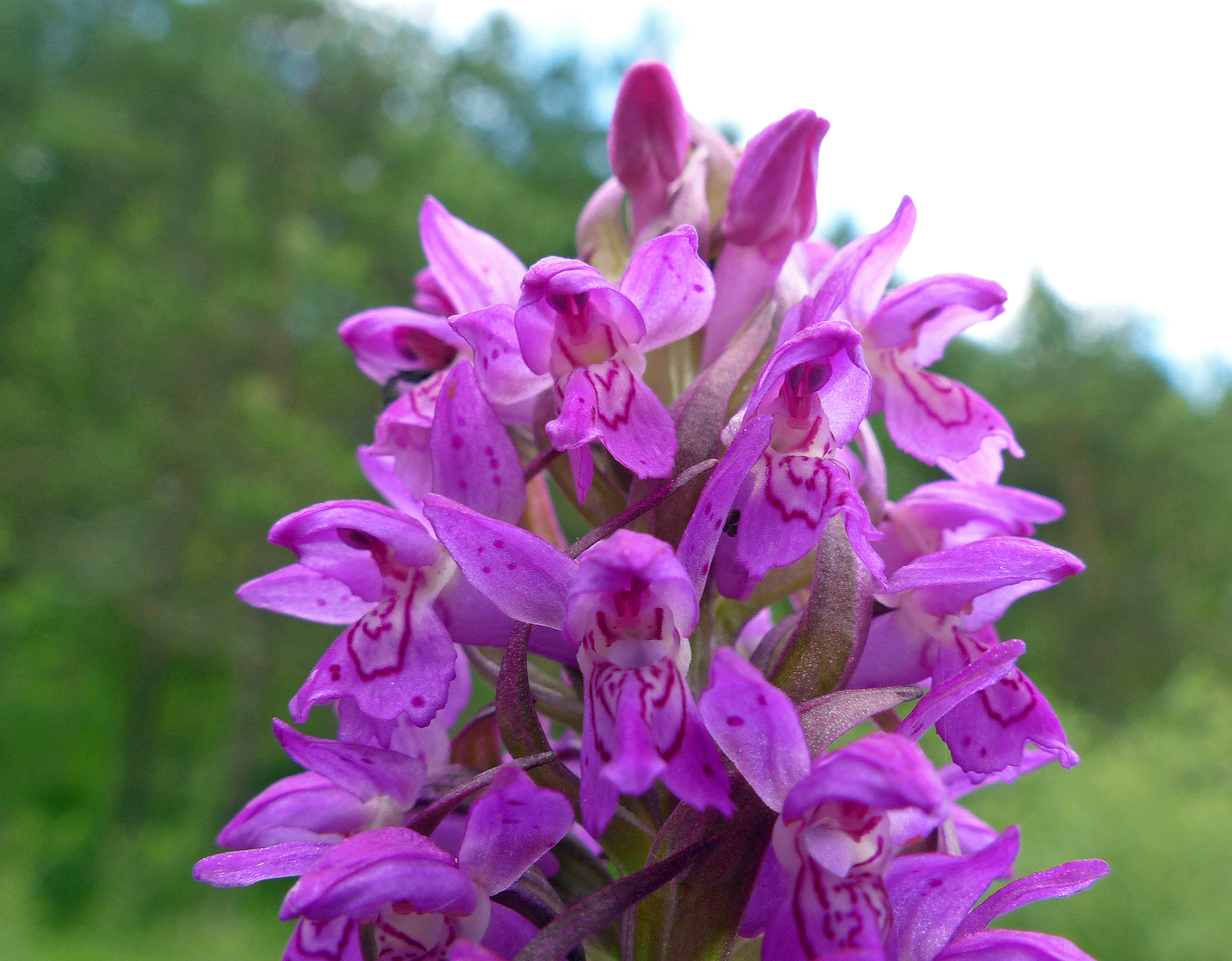 Fleischfarbene Fingerwurz