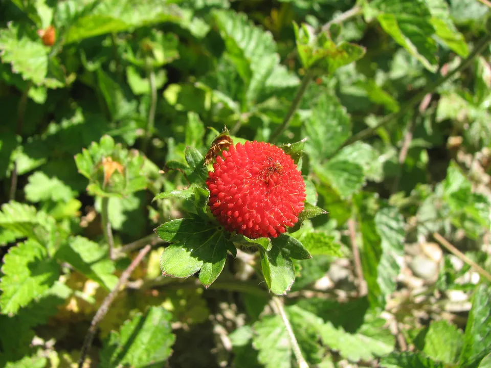Scheinerdbeere