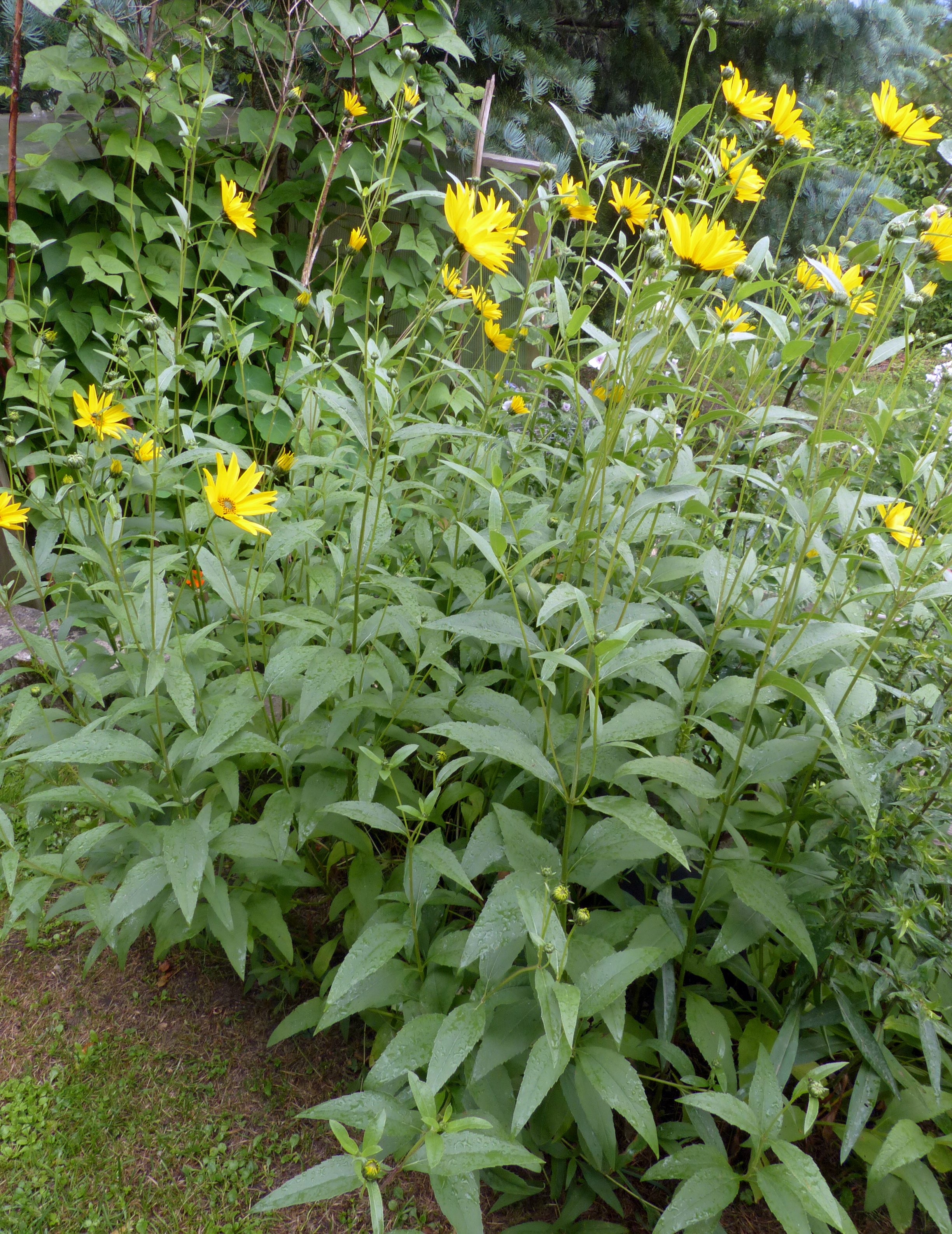 Armblütige Sonnenblume