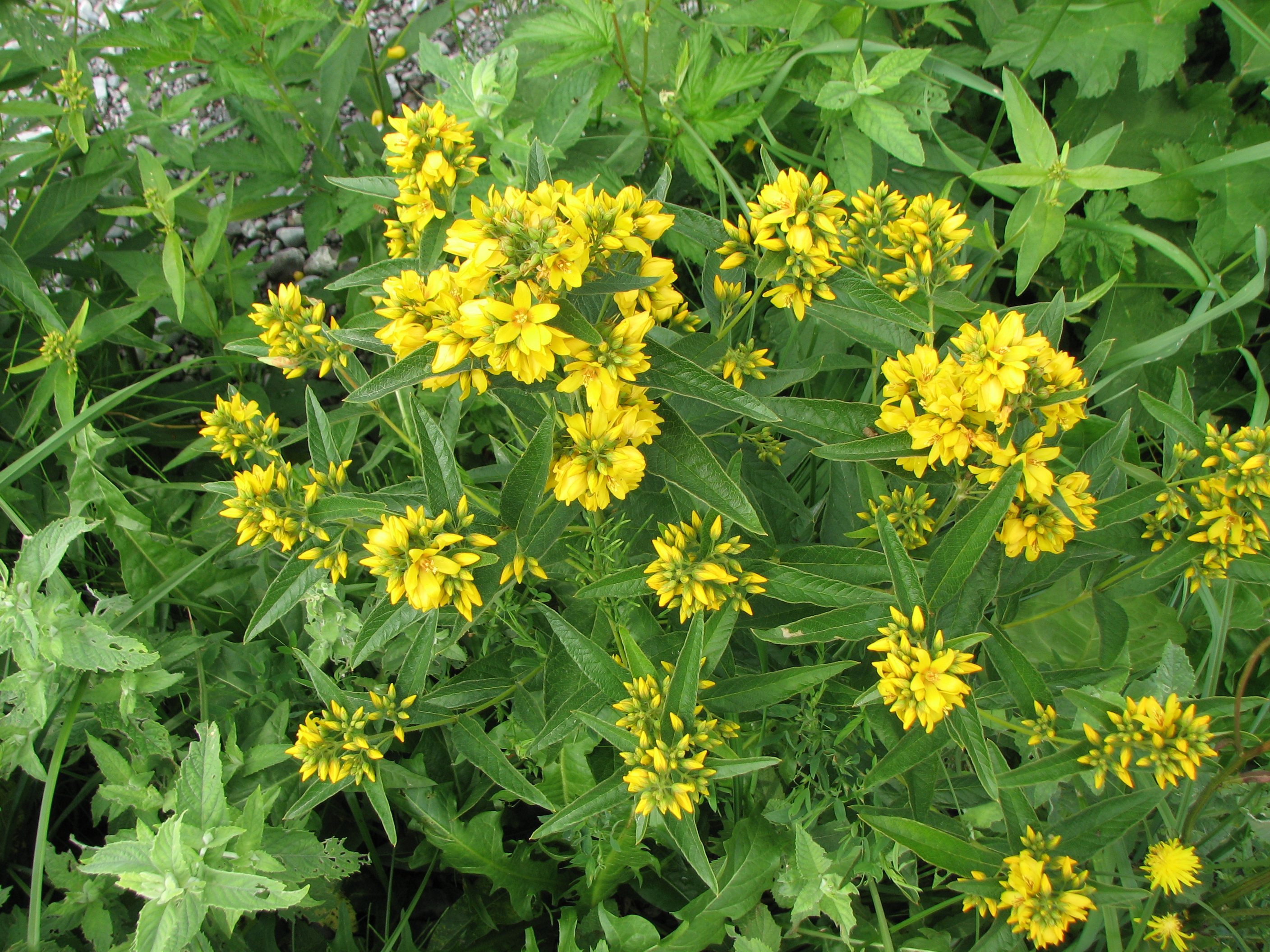 Gewöhnlicher Gilbweiderich