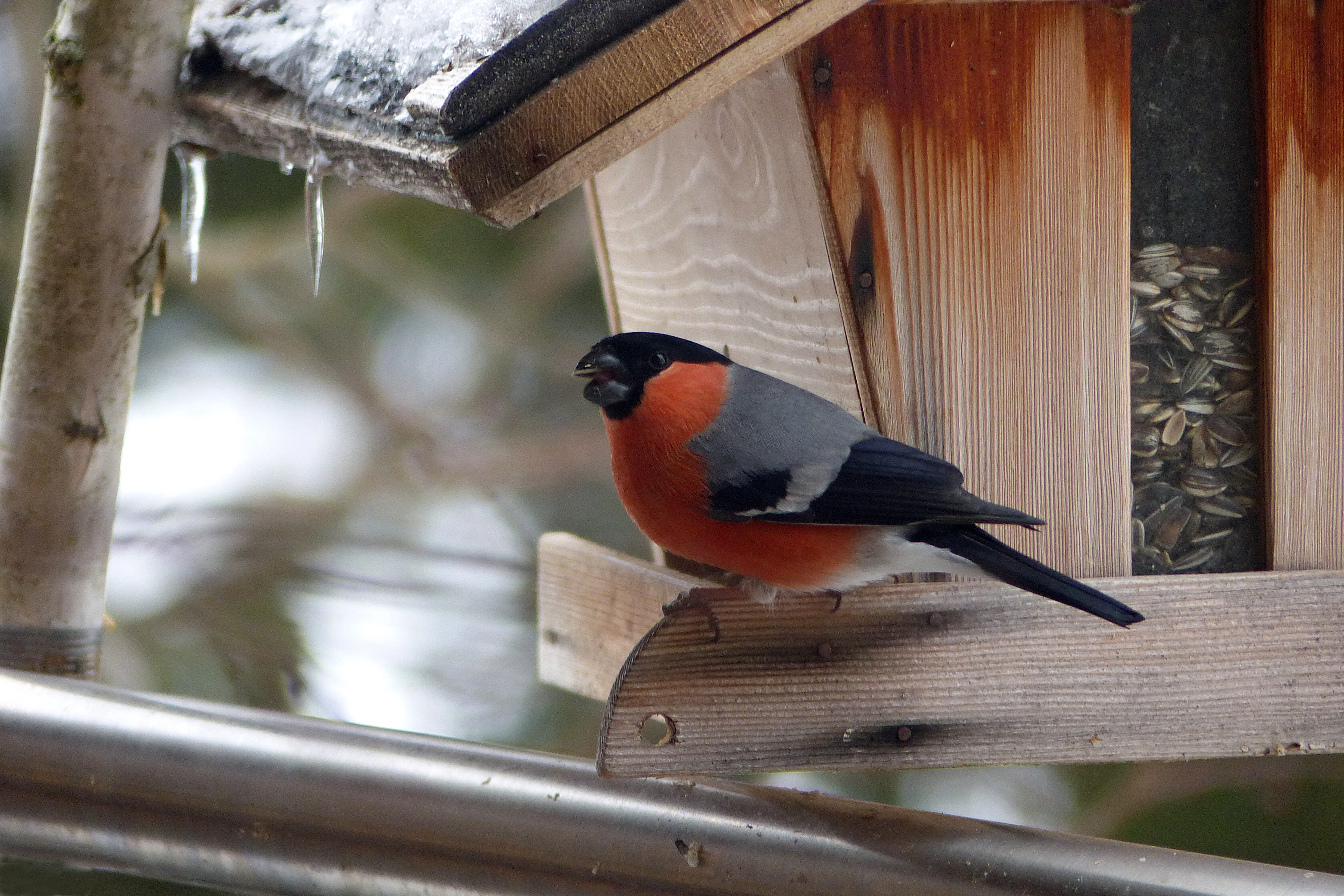 Vogelfutter selber machen
