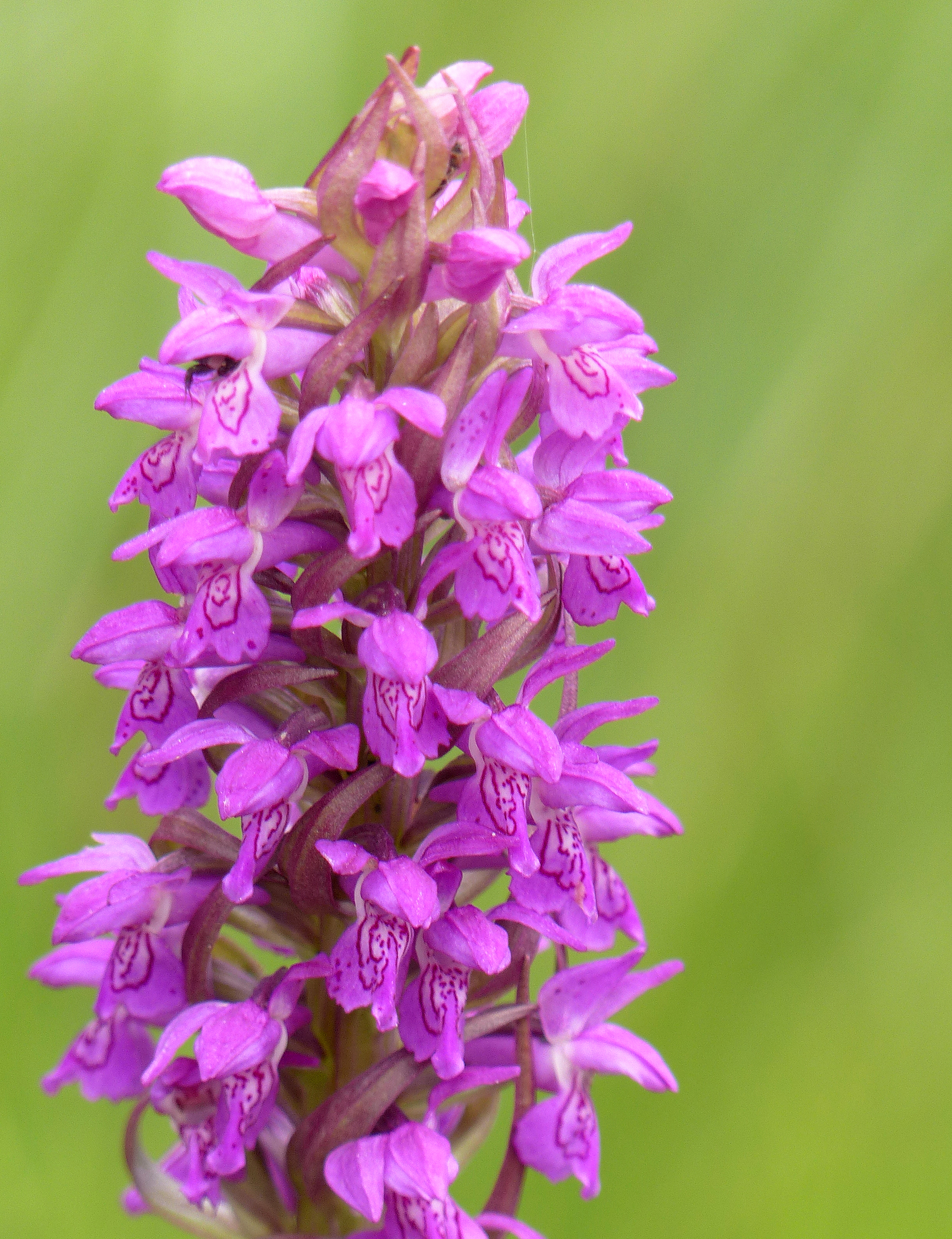 Fleischfarbene Fingerwurz