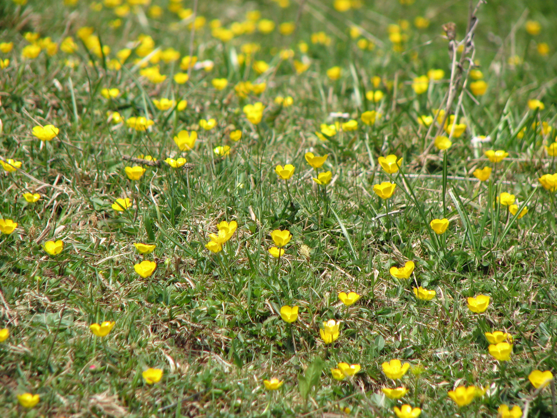Kriechender Hahnenfuß