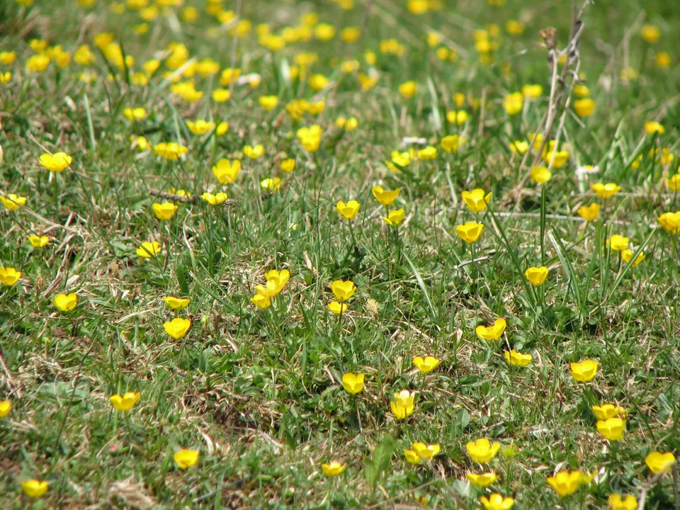 Kriechender Hahnenfuß