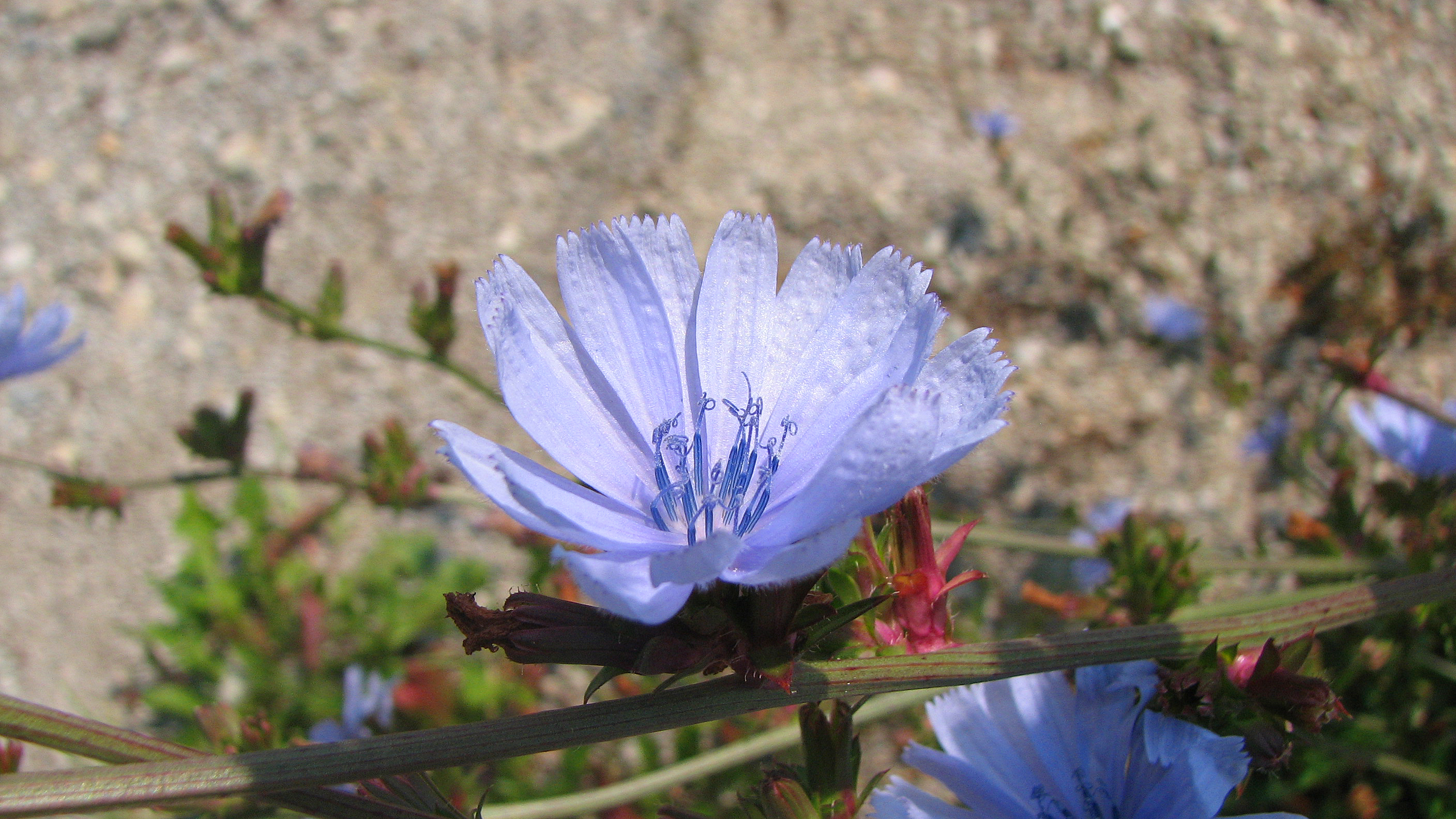 Gewöhnliche Wegwarte