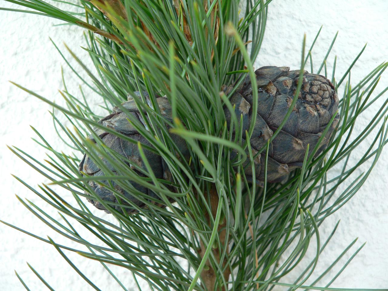 <p>Wer Zirbenzapfen ernten möchte, muss gut baumkraxeln können, denn sie wachsen im oberen Bereich der Zirbe. Und: Er / Sie muss schneller sein als der <a href="https://de.wikipedia.org/wiki/Tannenh%C3%A4her">Nussgrätsch</a>!</p>