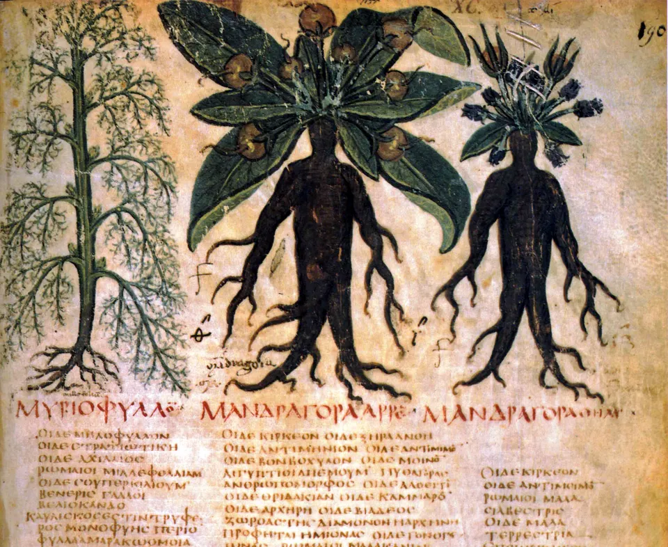 Pedanios Dioskurides