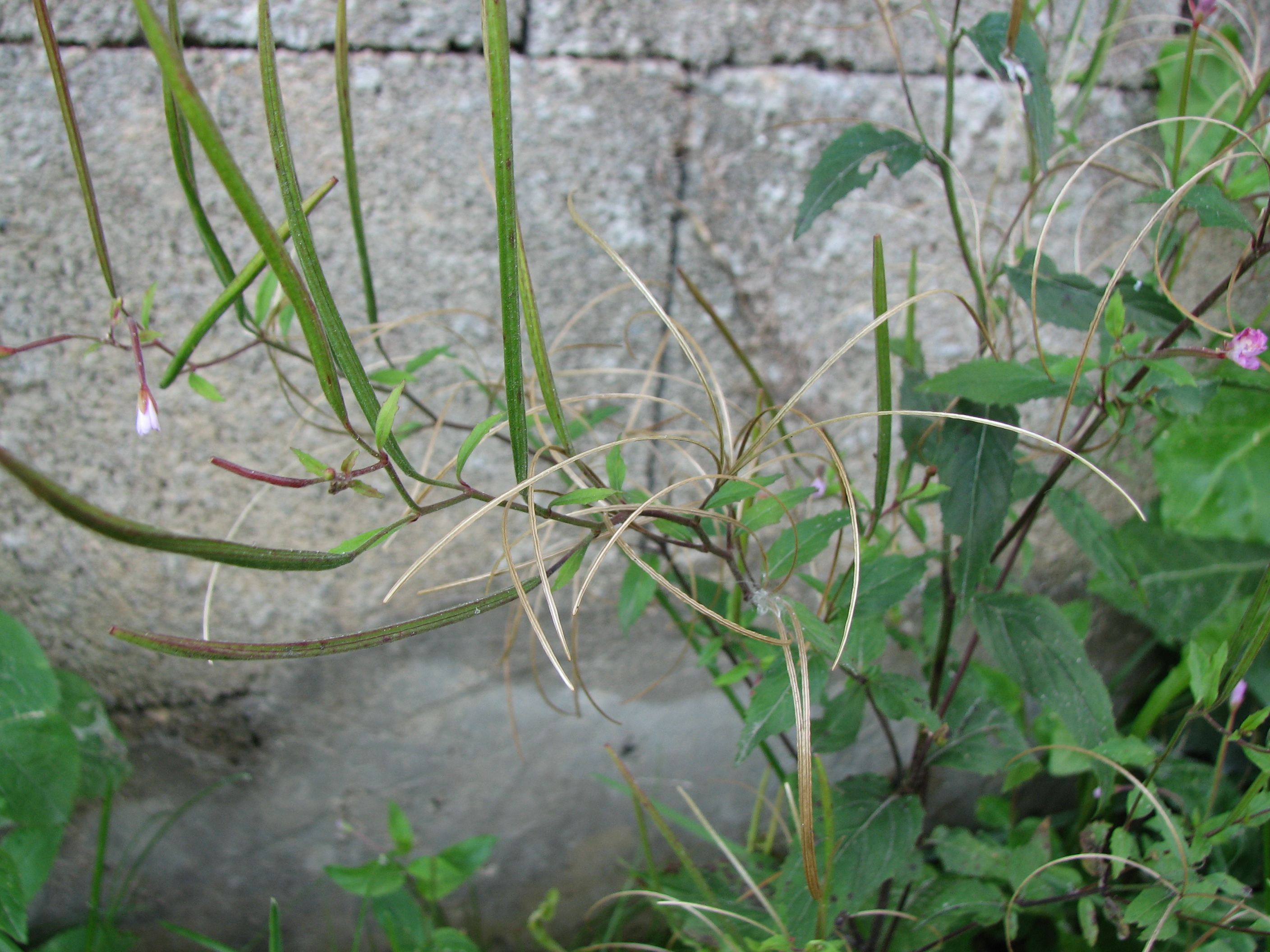 Kleinblütiges Weidenröschen