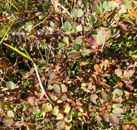 Rauschbeere