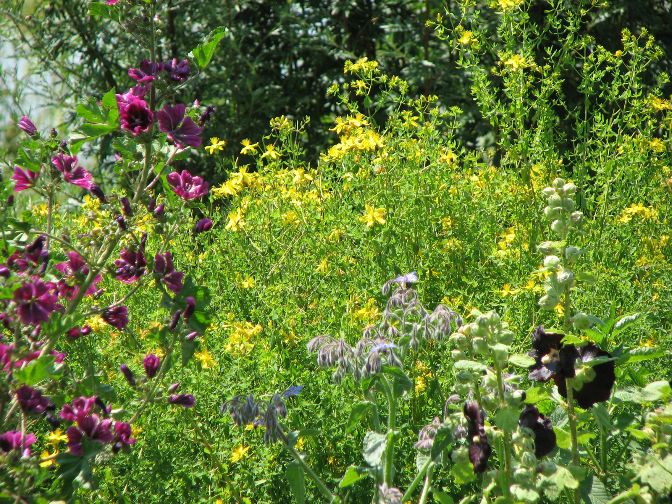 Echtes Johanniskraut