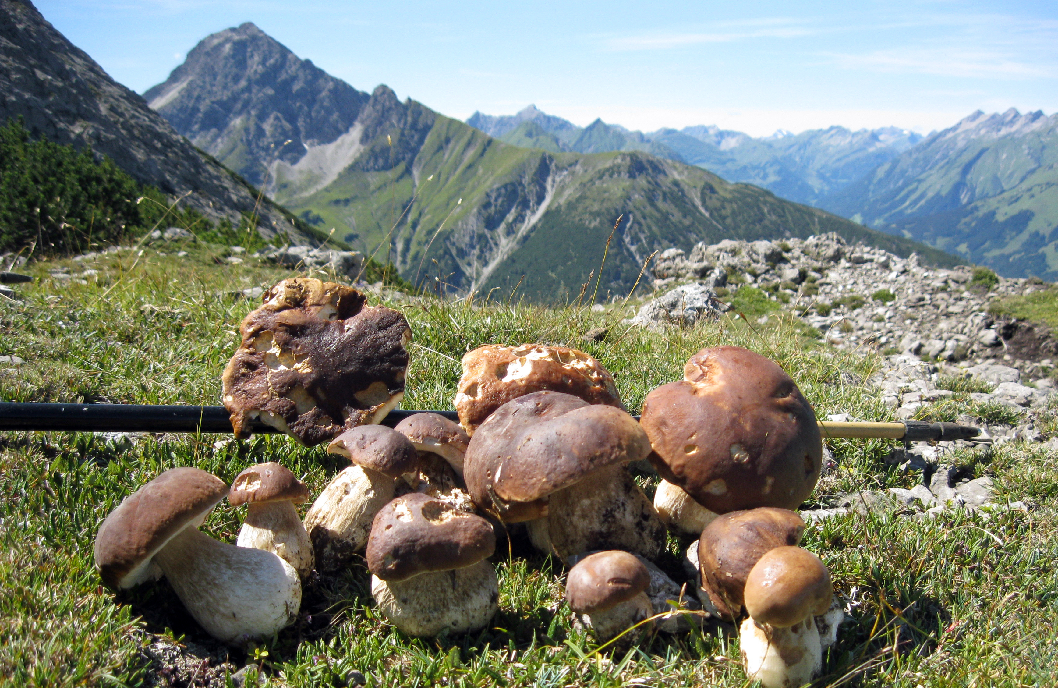 One-Pot-Pasta mit edler Pilzsauce