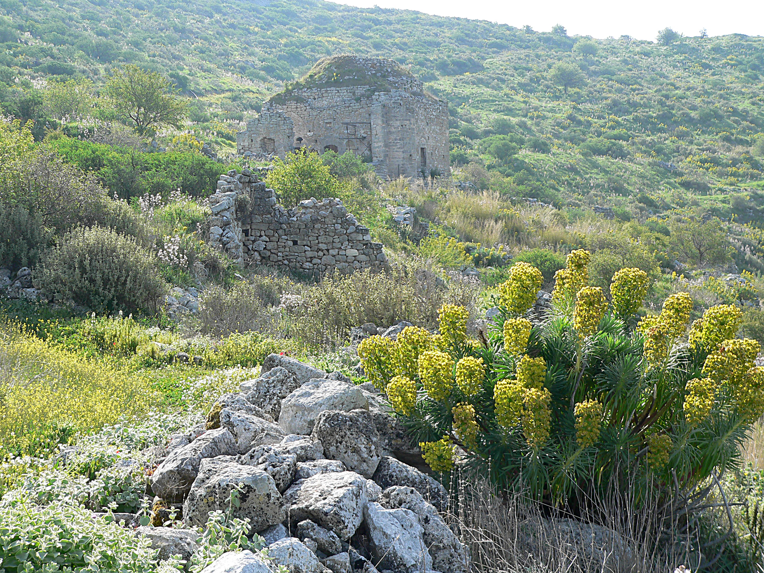 Palisaden Wolfsmilch