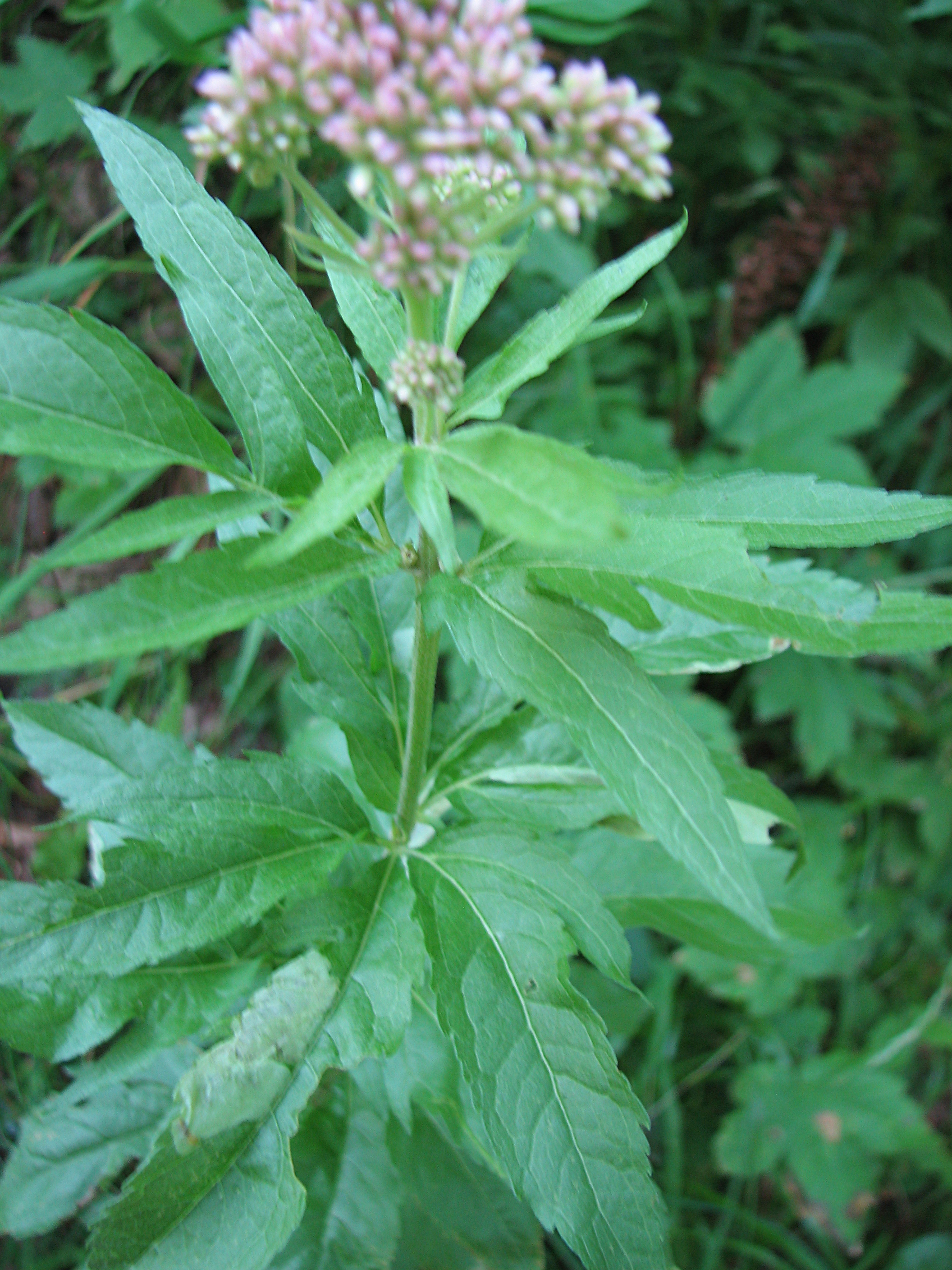 Gewöhnlicher Wasserdost