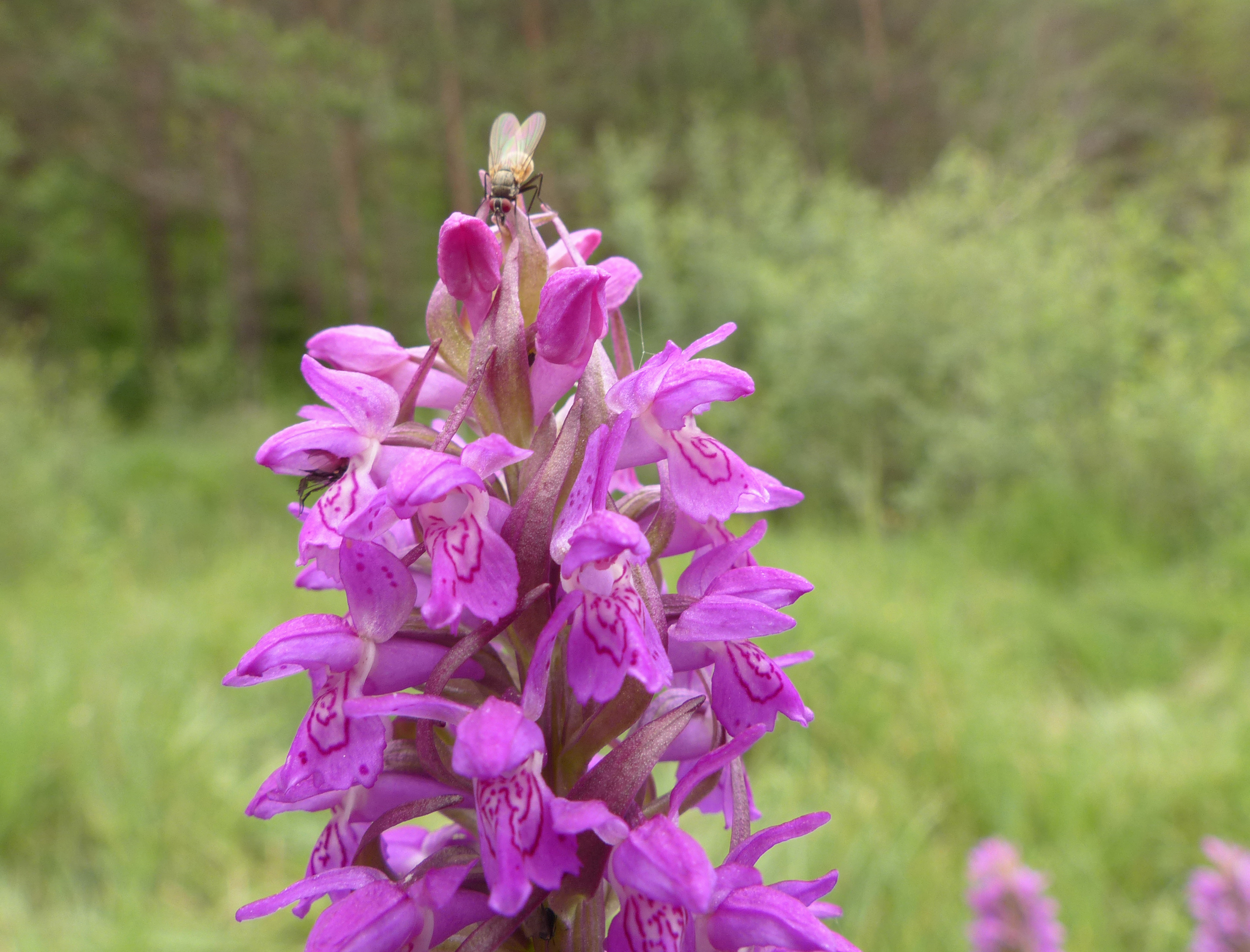 Fleischfarbene Fingerwurz