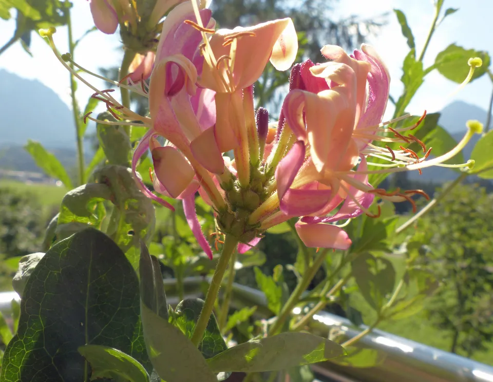 Heckrotts Geißblatt