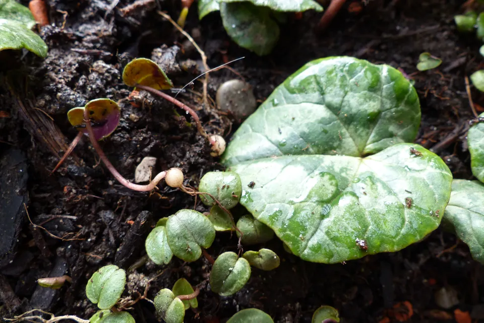 Europäisches Alpenveilchen