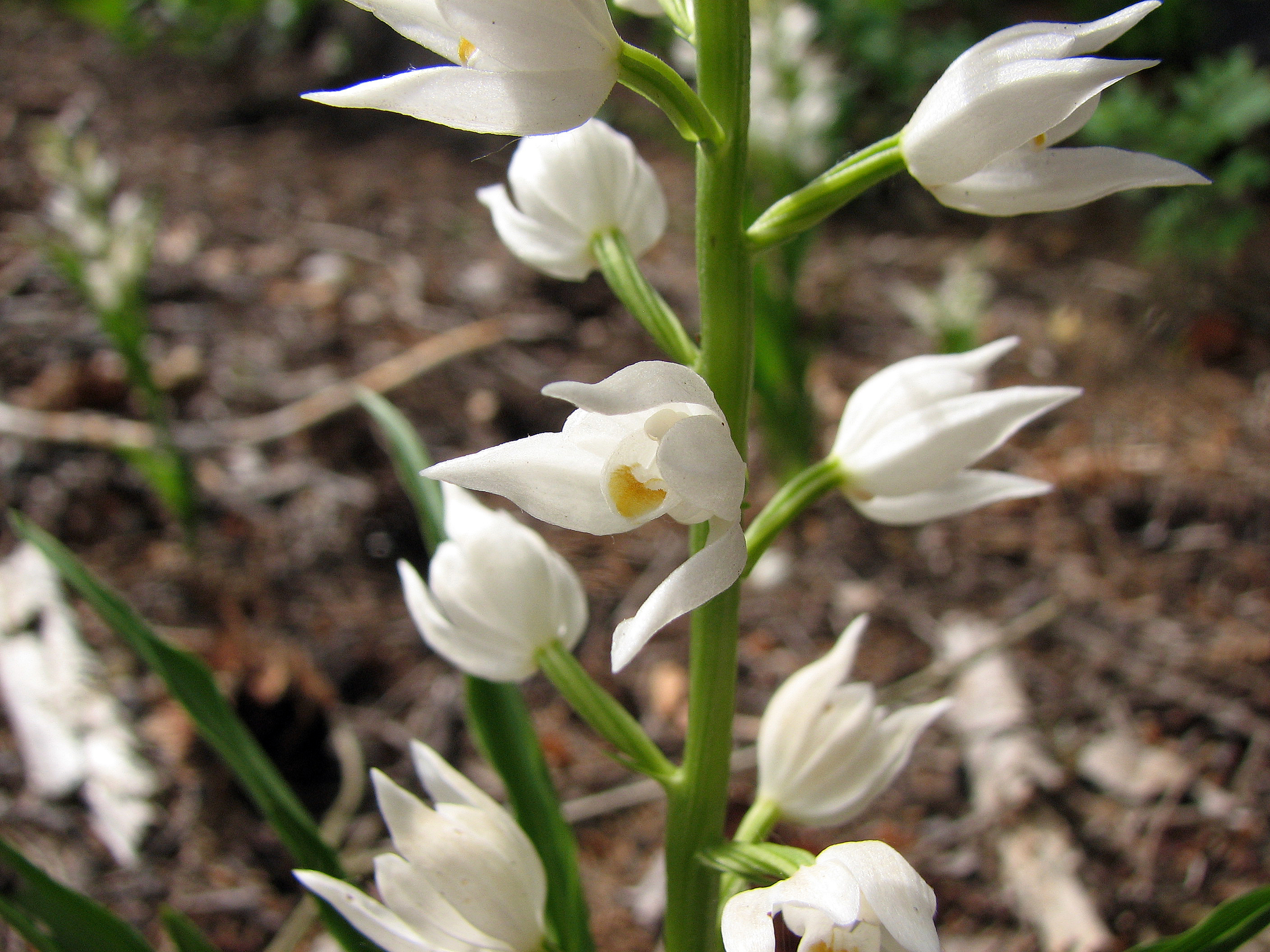 Langblättriges Waldvöglein