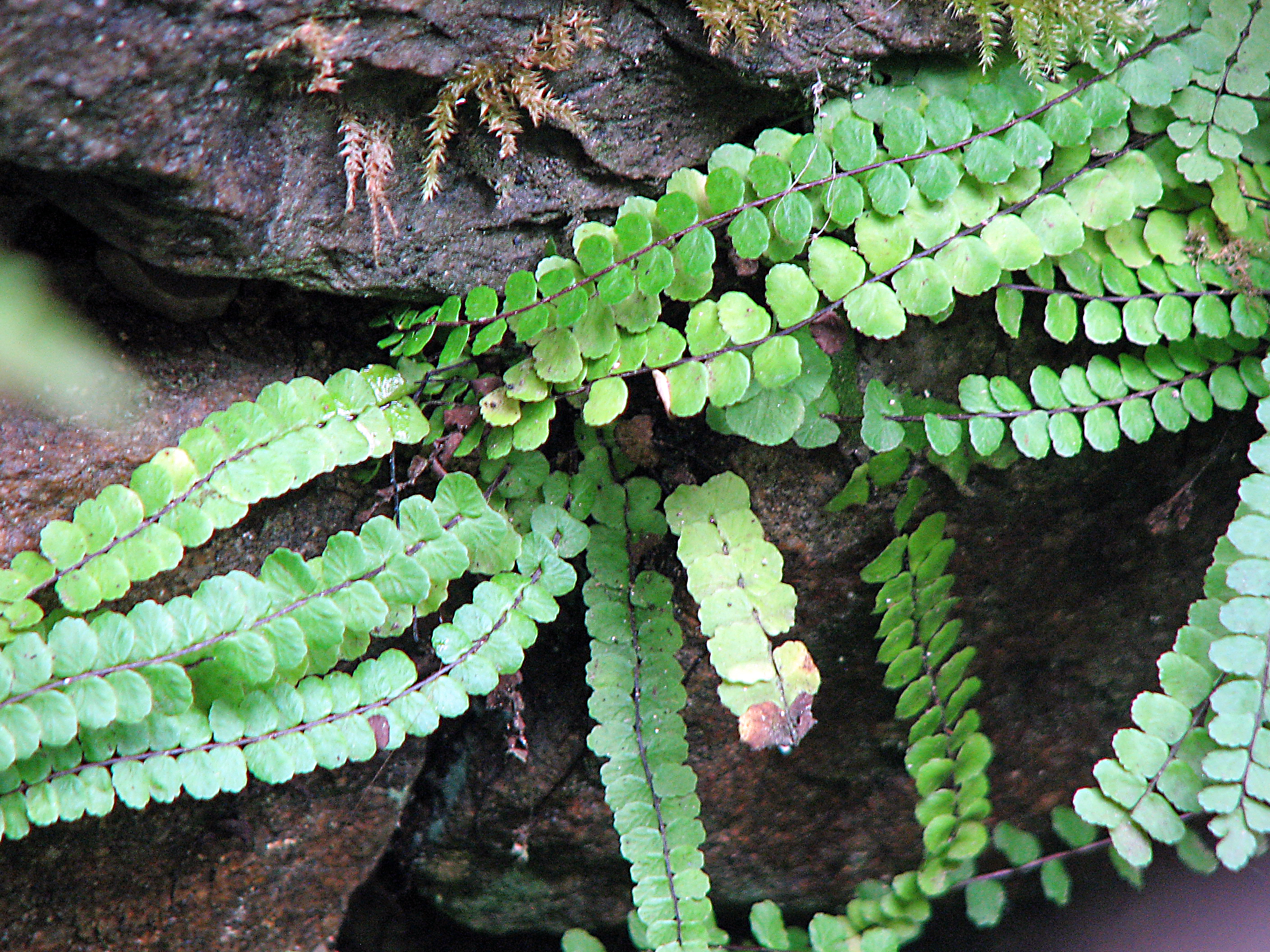Braunstieliger Streifenfarn