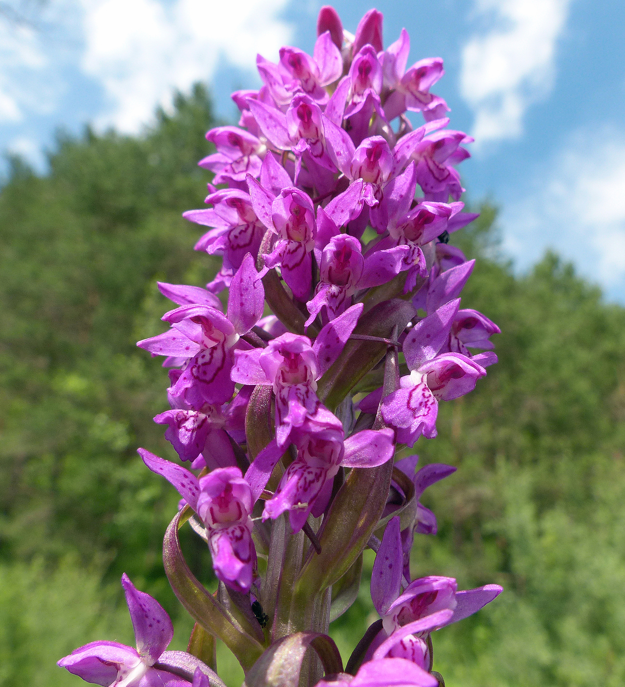 Fleischfarbene Fingerwurz