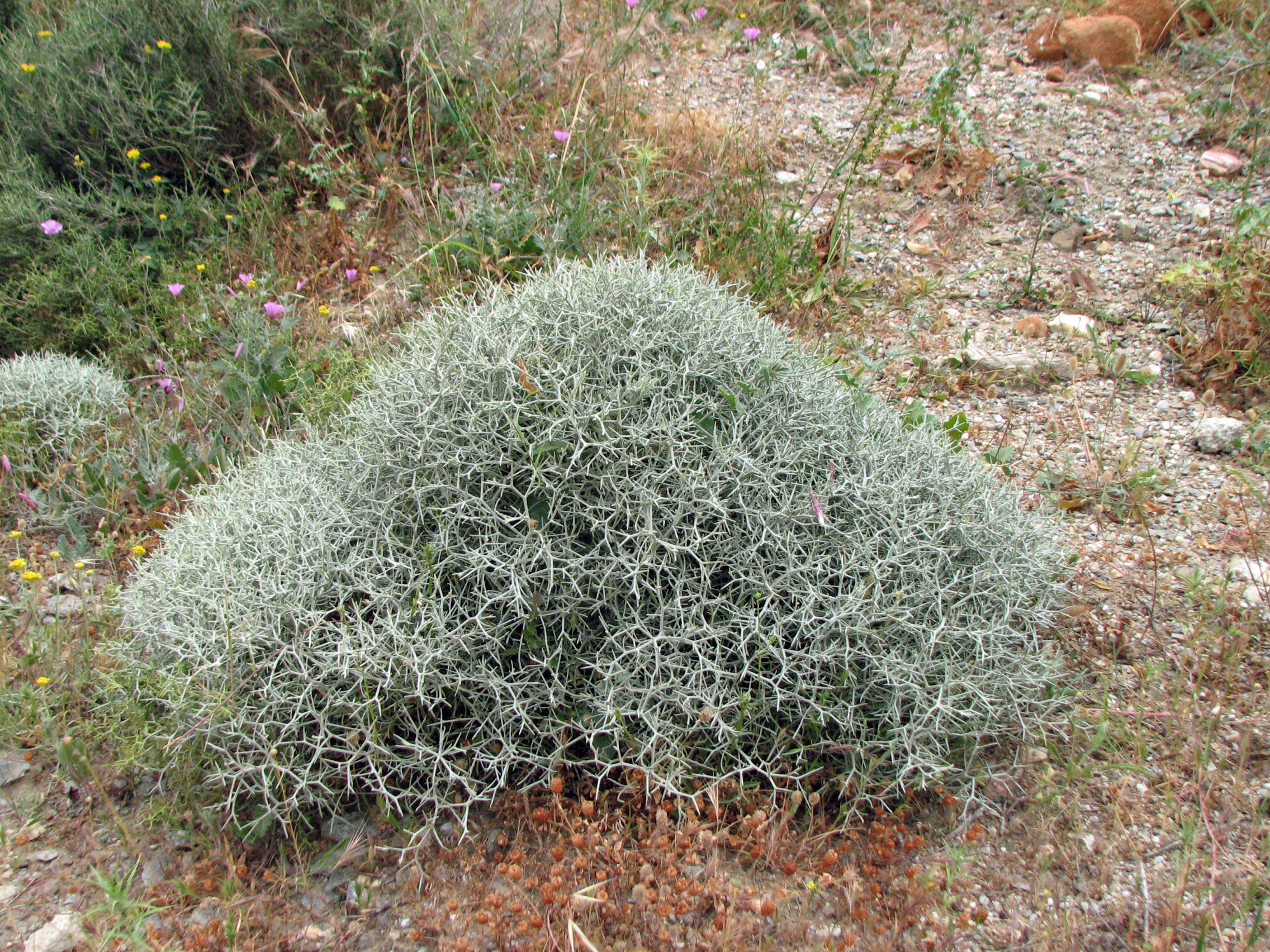 Dornige Flockenblume