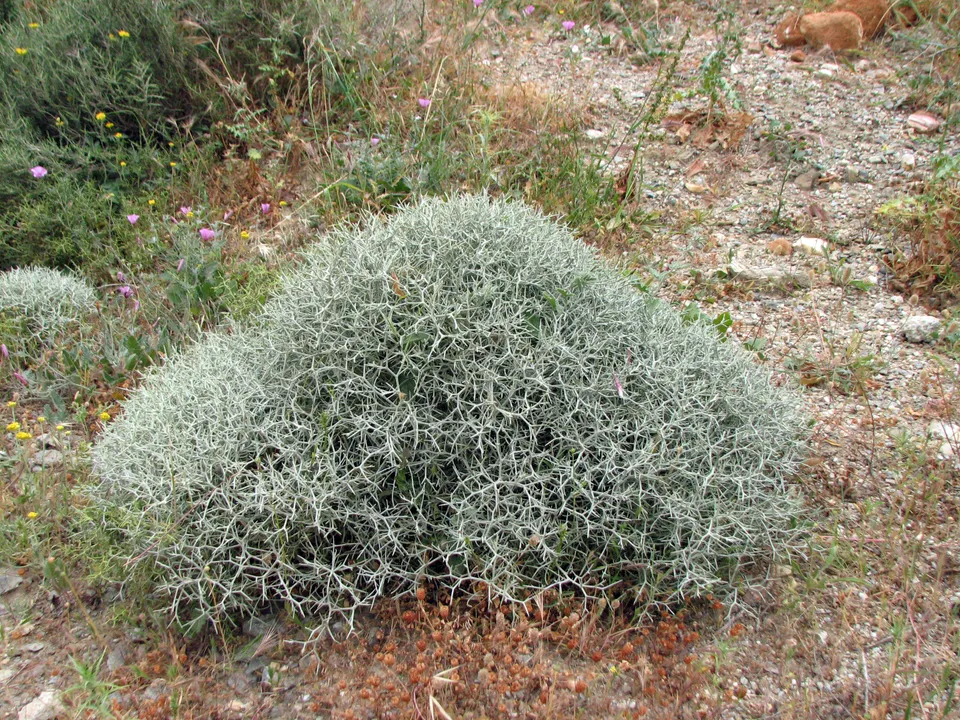 Dornige Flockenblume