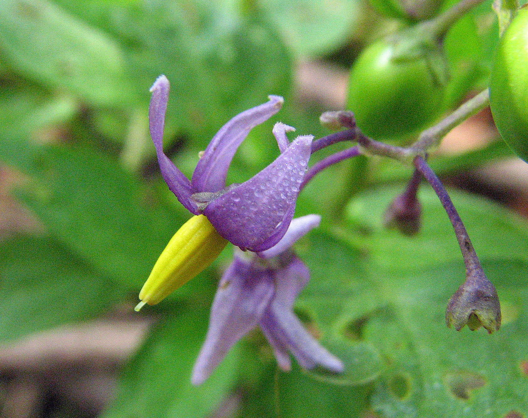 Bittersüßer Nachtschatten