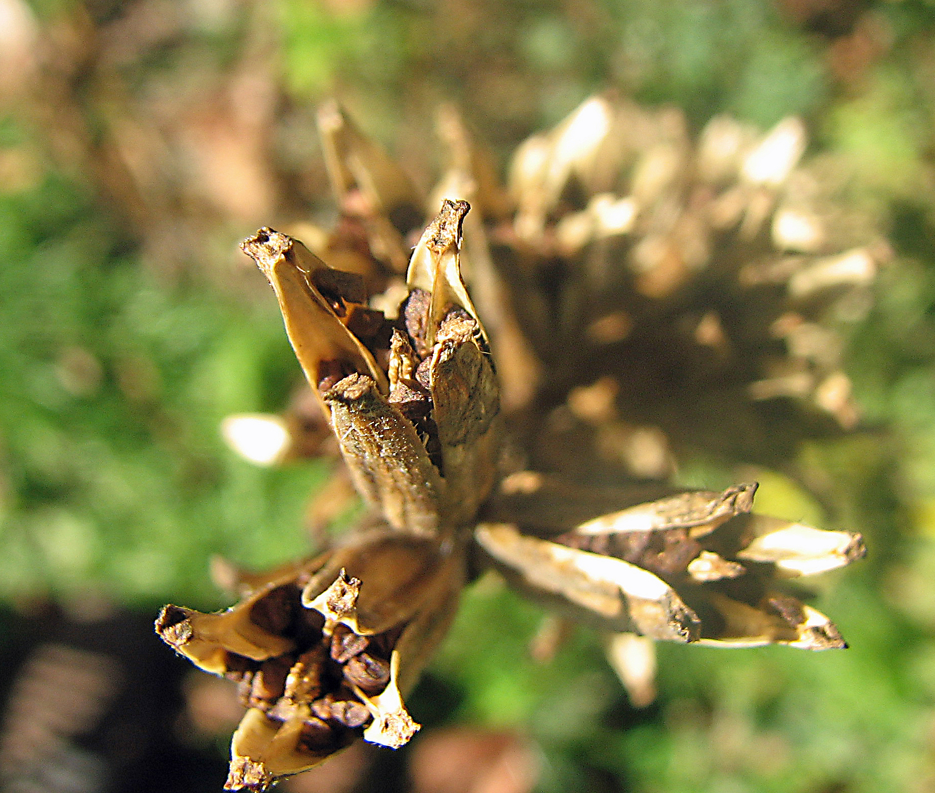 Gewöhnliche Nachtkerze