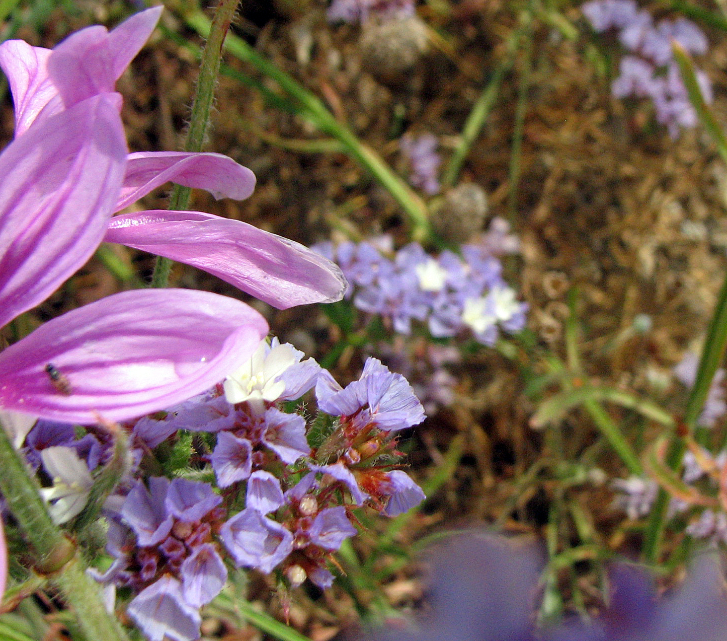Geflügelter Strandflieder