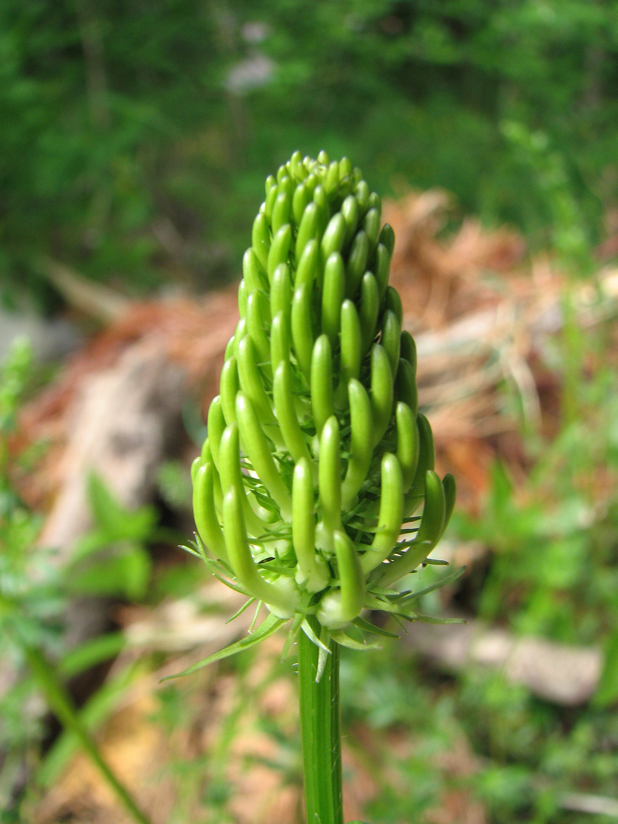 Ährige Teufelskralle