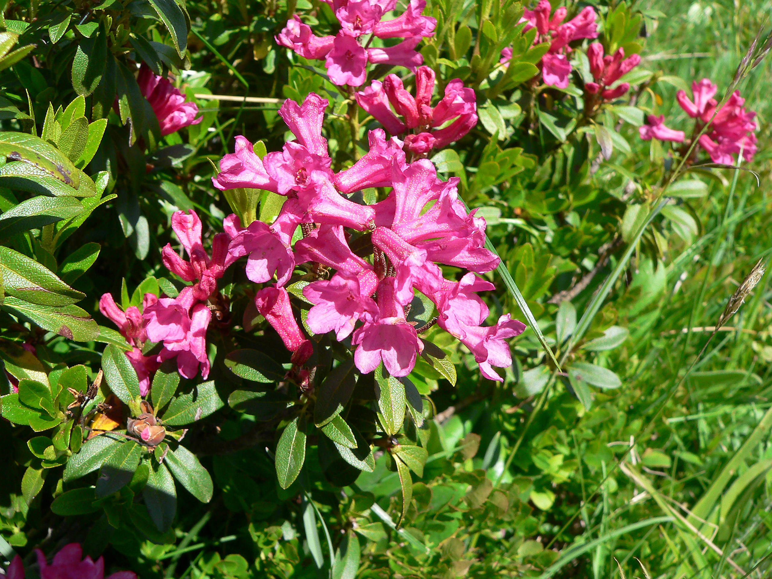 Rostblättrige Alpenrose