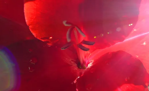 Fixative für Düfte