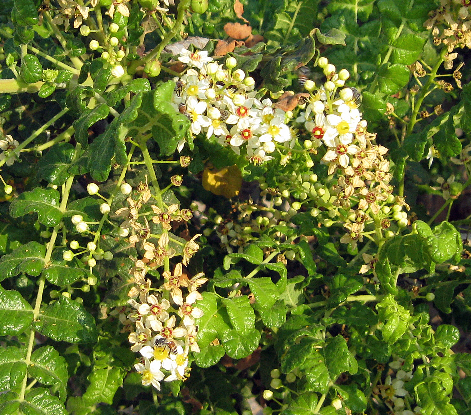 Weihrauchbäume und Weihrauch