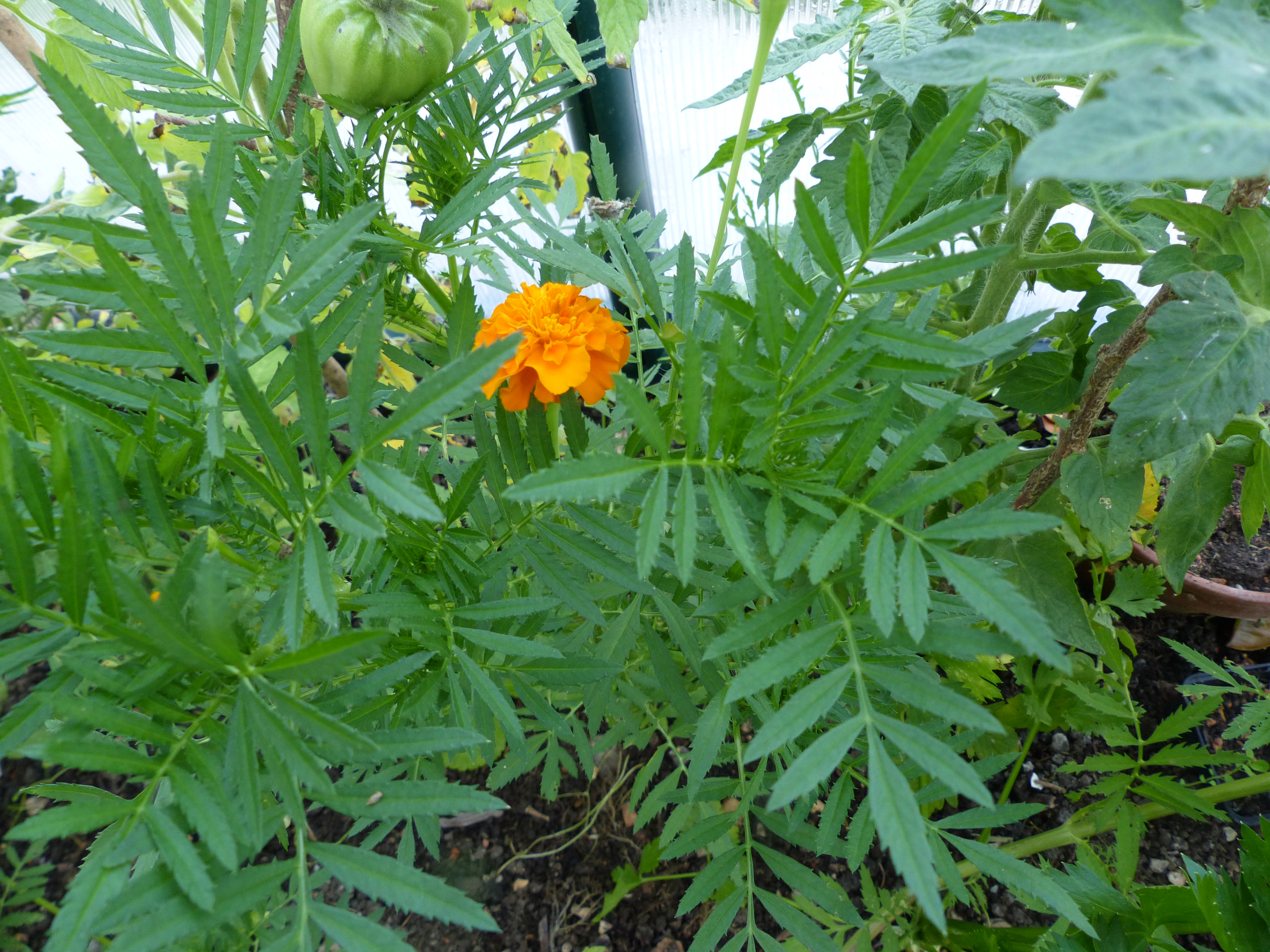 Hohe Tagetes