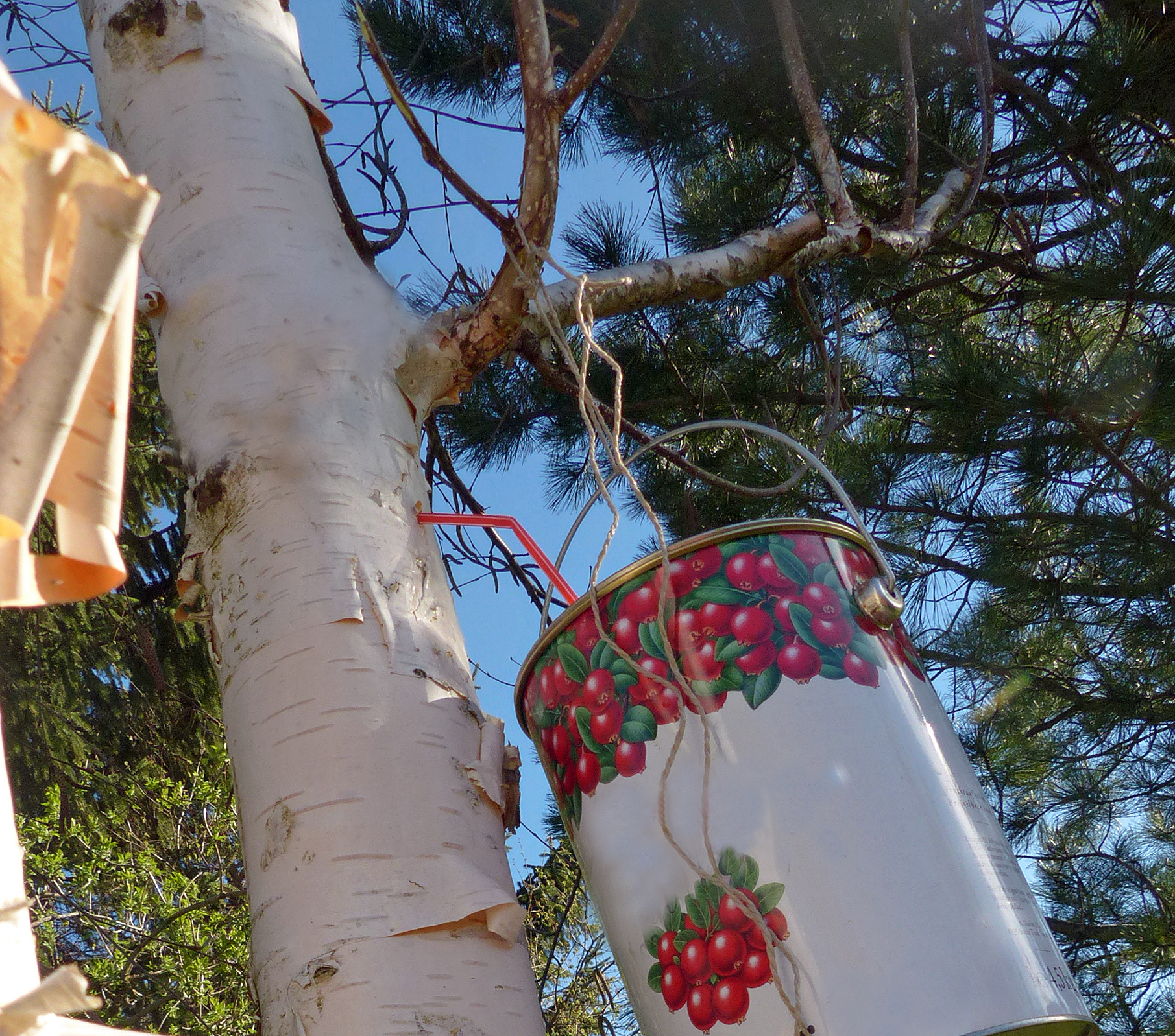 Birkensaft (Birkenwasser) zapfen