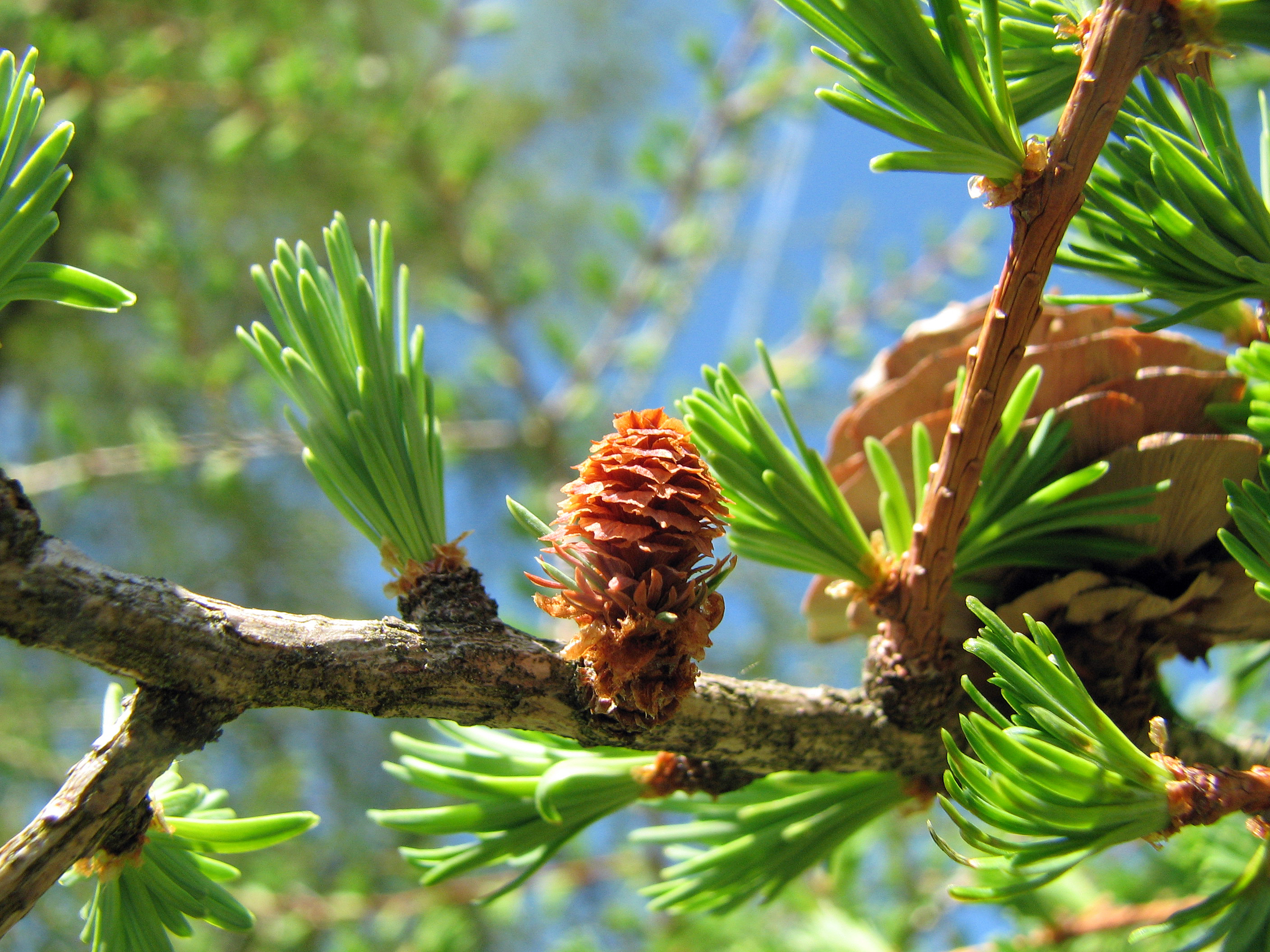 Europäische Lärche