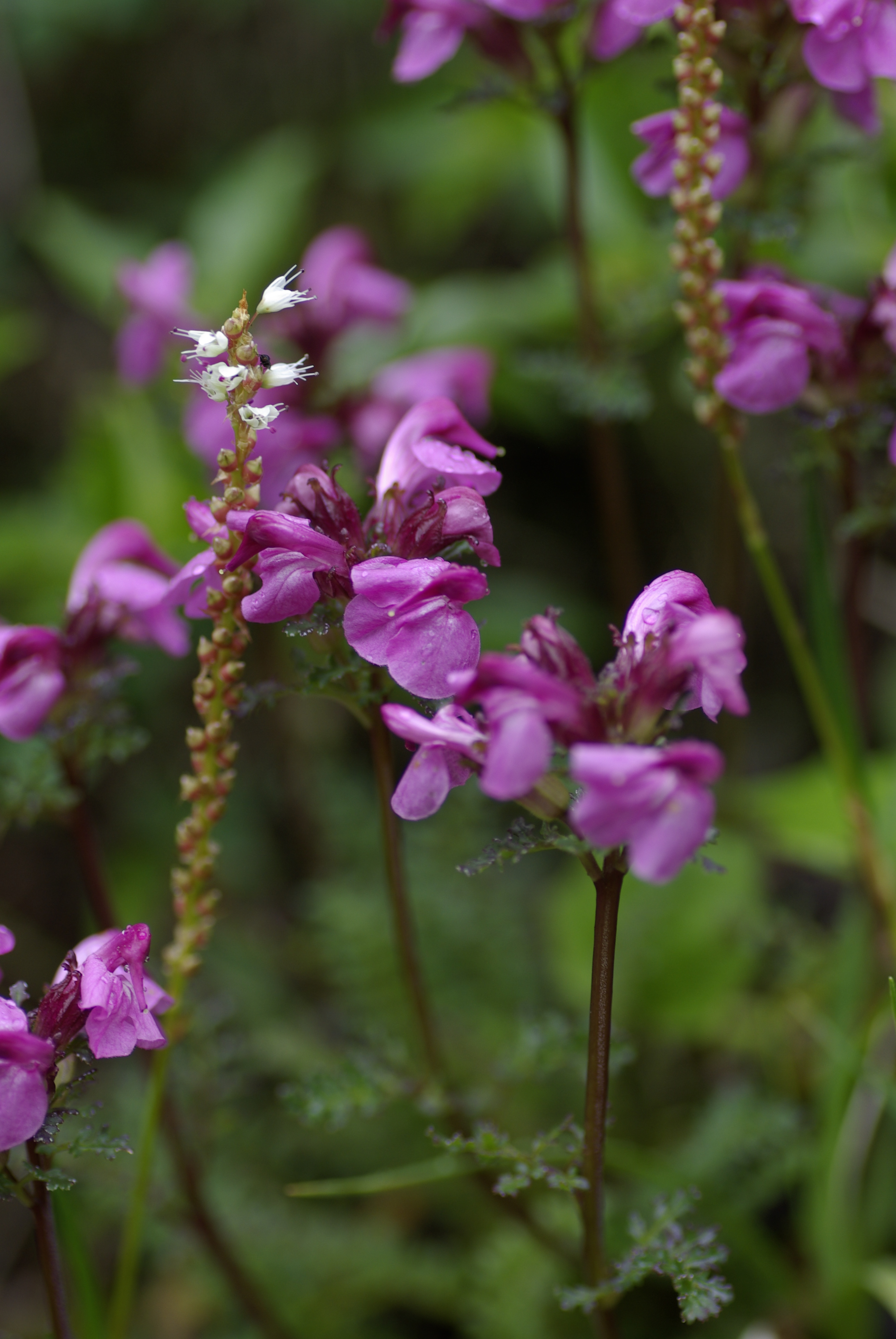 Kopfiges Läusekraut
