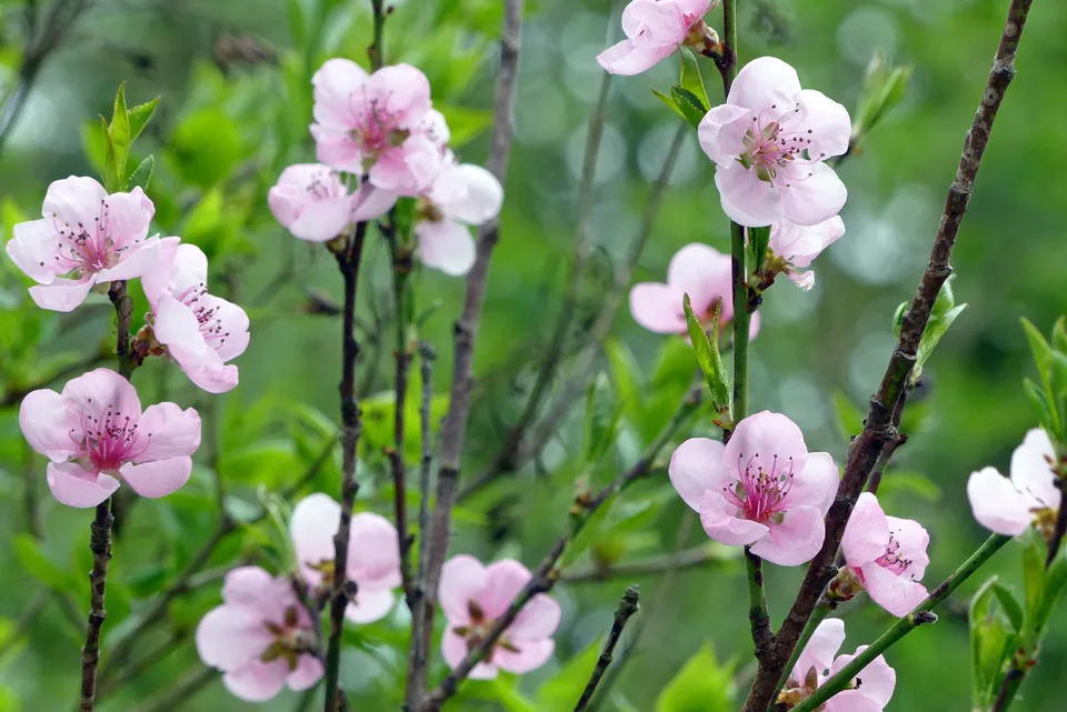 Pfirsich und Nektarine