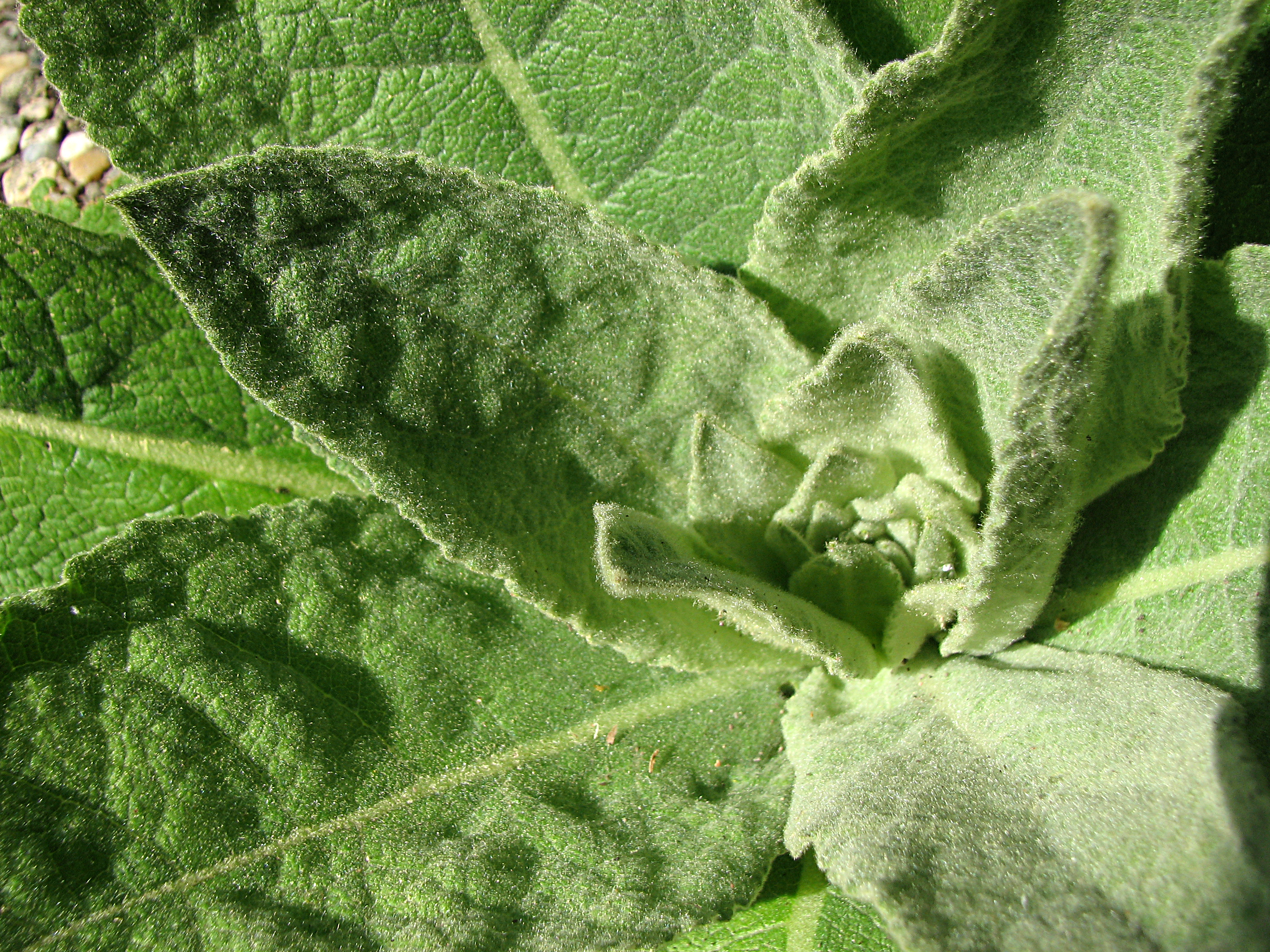 Kleinblütige Königskerze