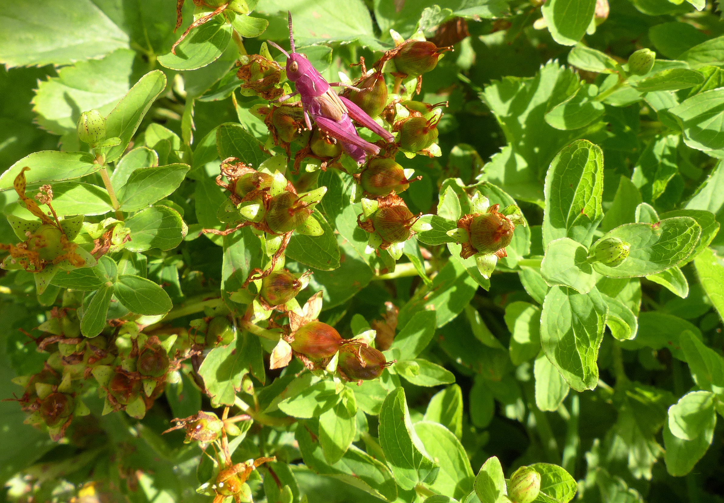 Geflecktes Johanniskraut