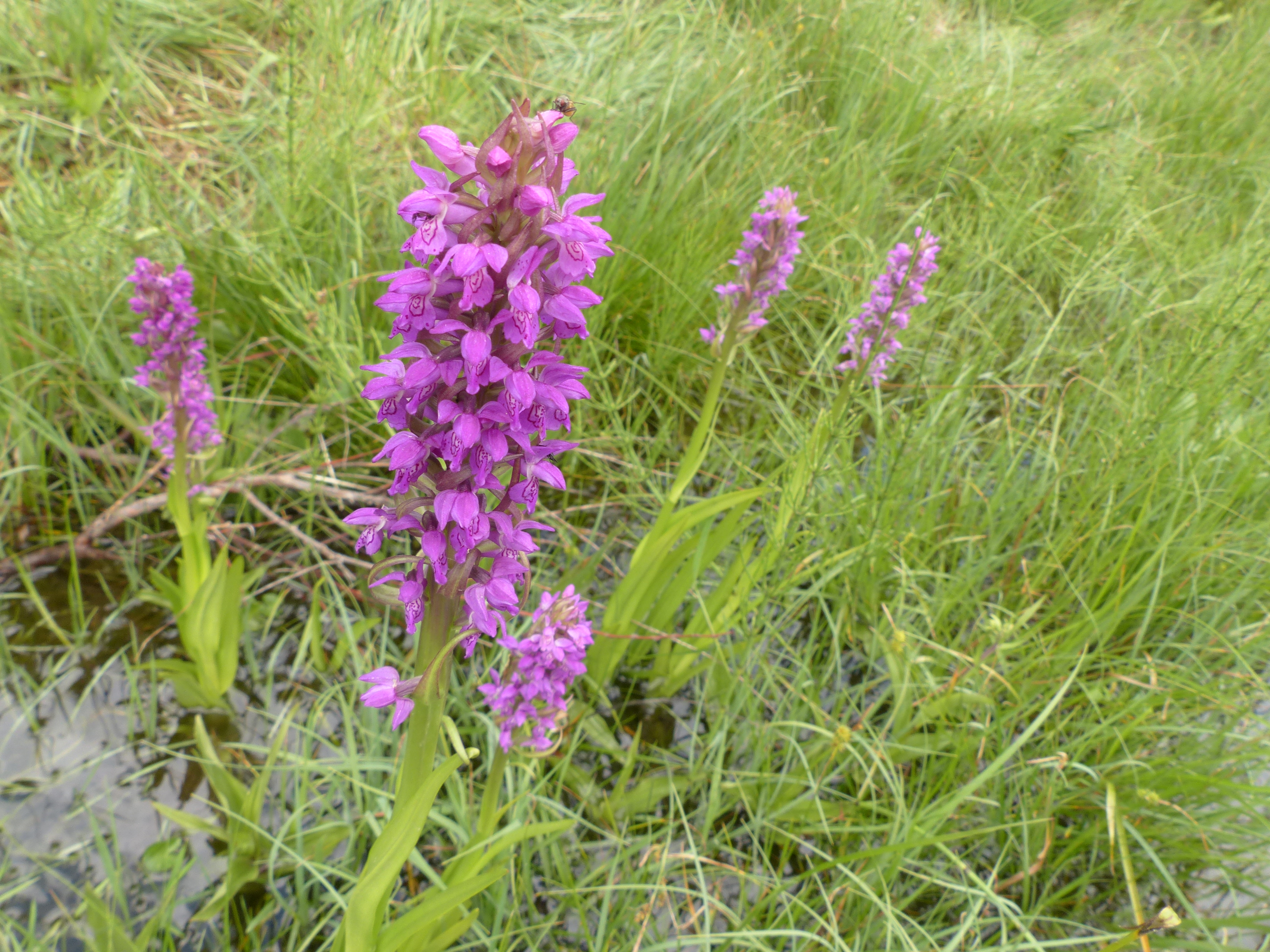 Fleischfarbene Fingerwurz