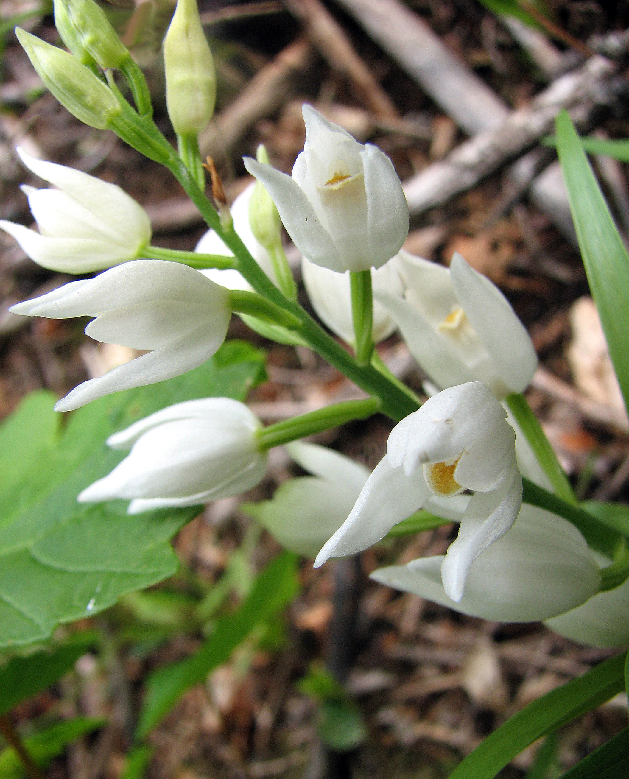 Langblättriges Waldvöglein