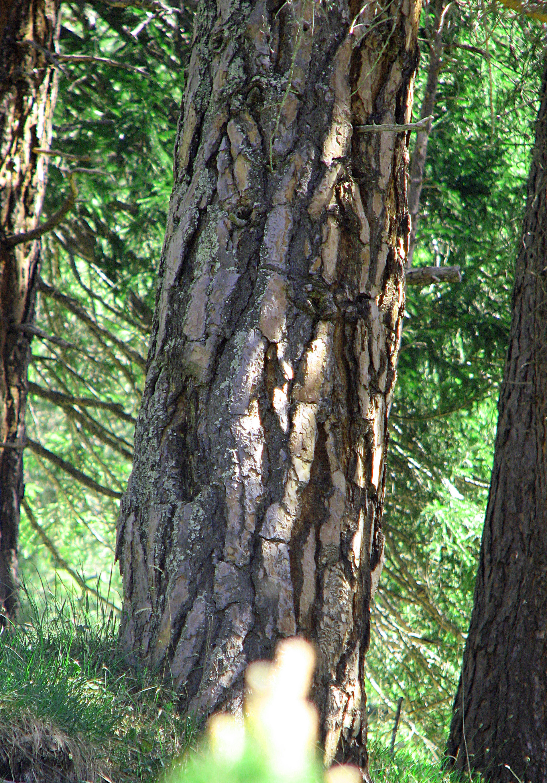 Österreichische Schwarzkiefer